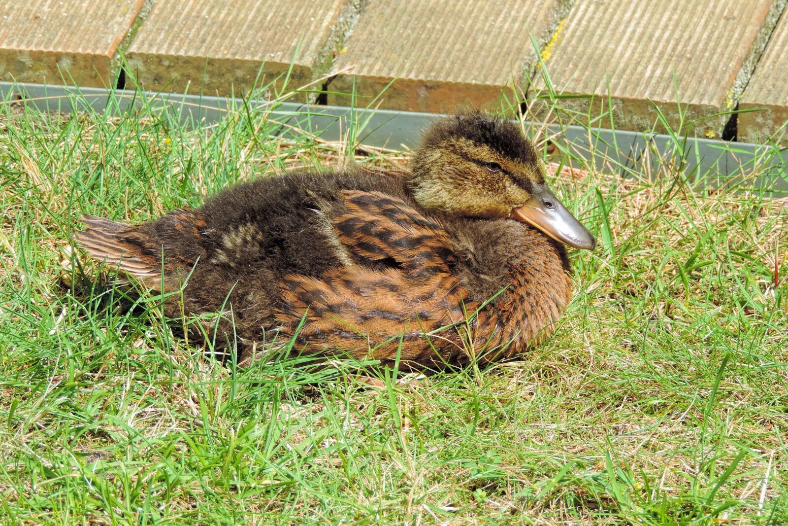 Nikon Coolpix P520 sample photo. Ducklings, feather, bill photography