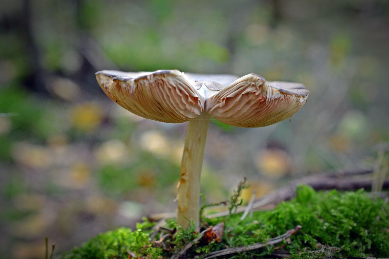 Nikon D5200 sample photo. Mushroom, forest, nature photography