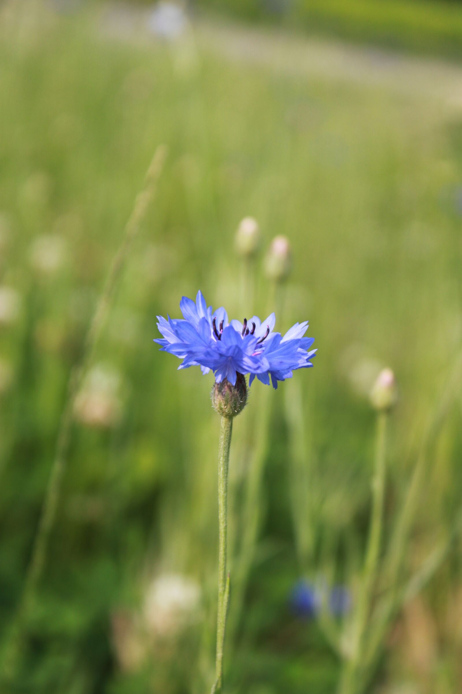 Canon EOS 500D (EOS Rebel T1i / EOS Kiss X3) sample photo. Cornflower, wildflower, flowers photography
