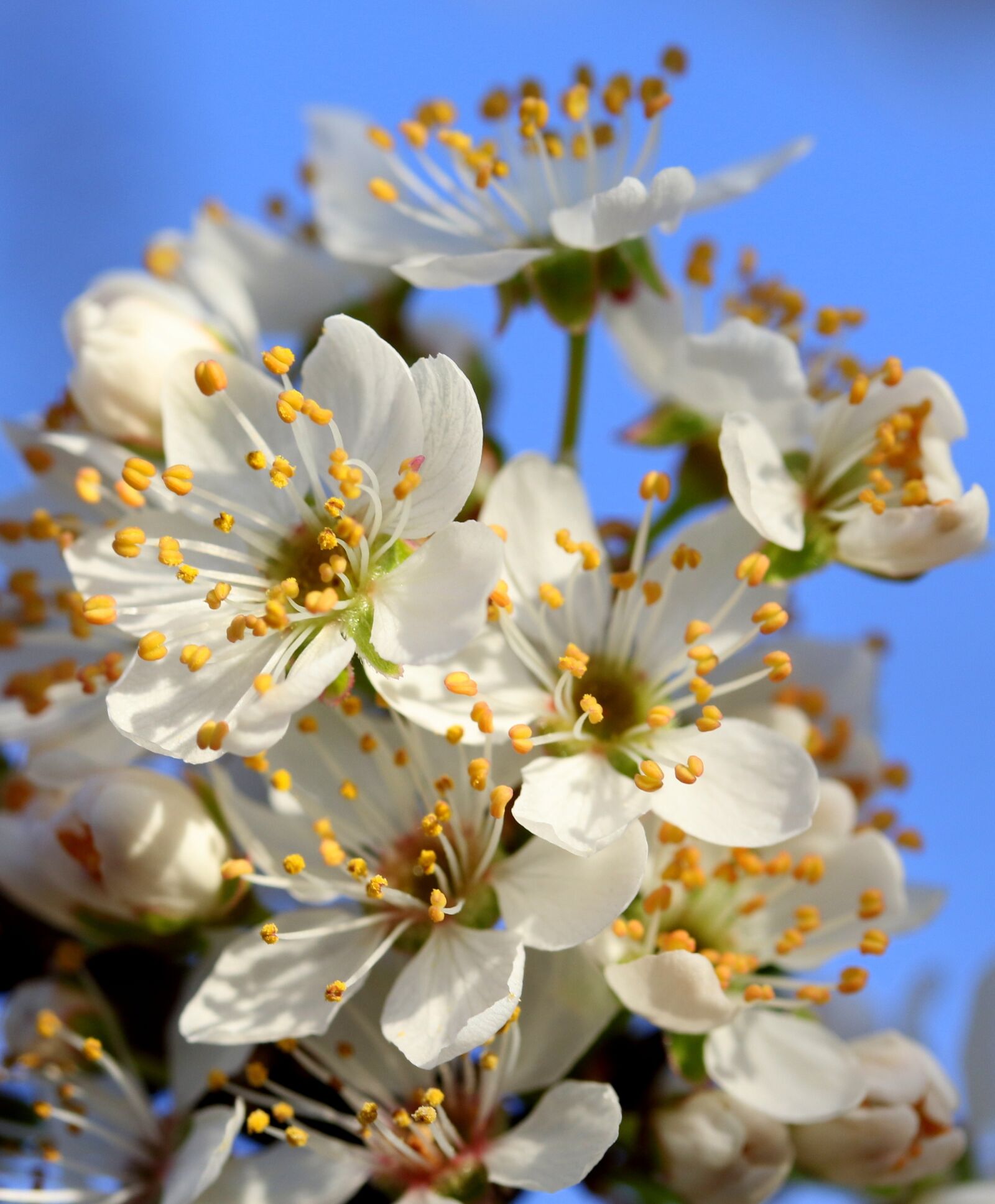 Canon EF-S 60mm F2.8 Macro USM sample photo. Flowers, white, casey photography