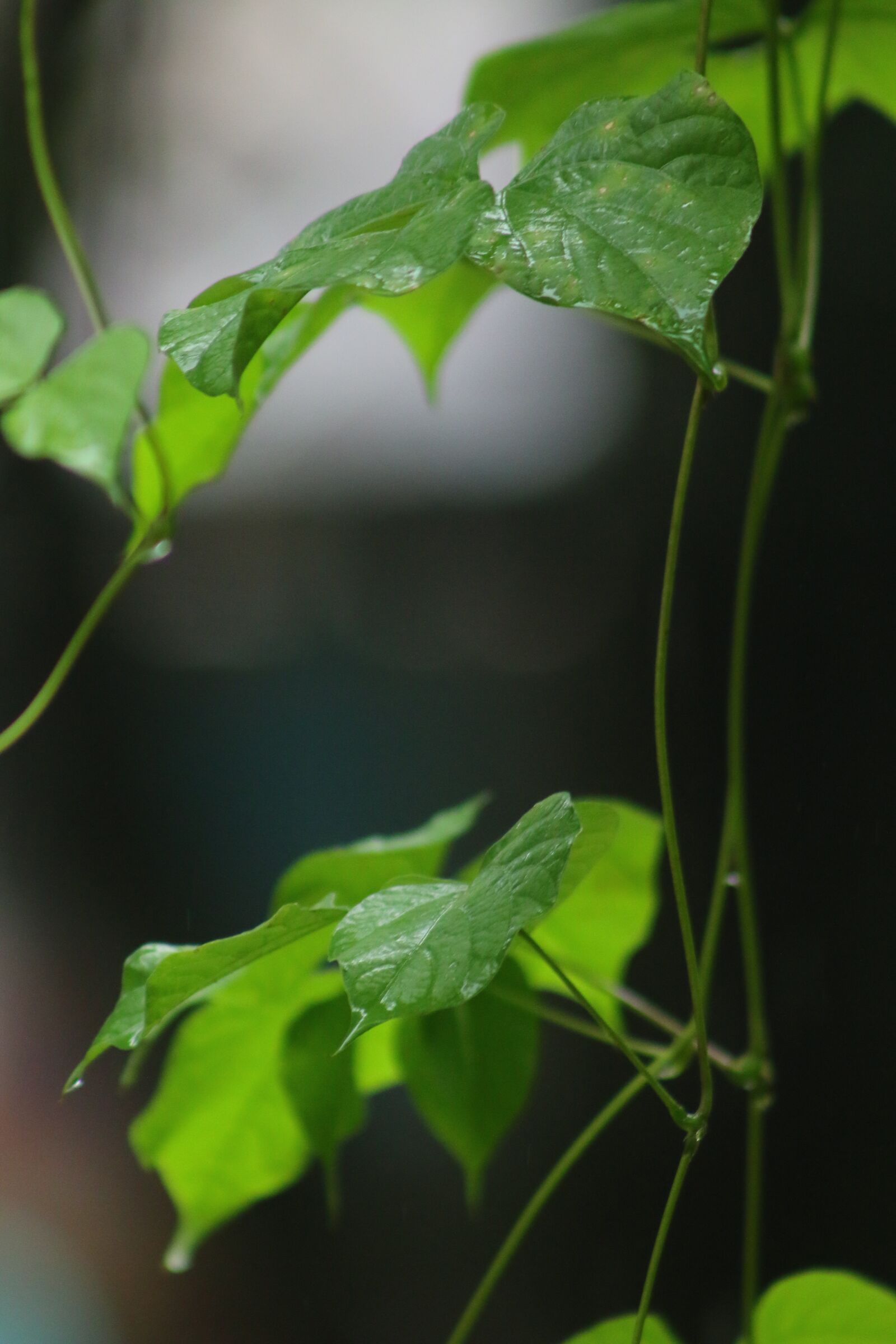 Canon EOS 70D + Canon EF 75-300mm f/4-5.6 sample photo. Nature, beautiful, nice photography