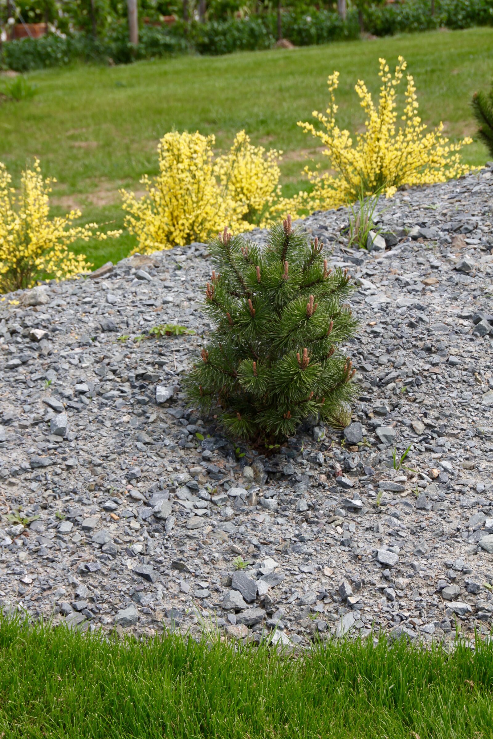 Canon EOS 60D sample photo. Japanese garden, minimal, fir photography