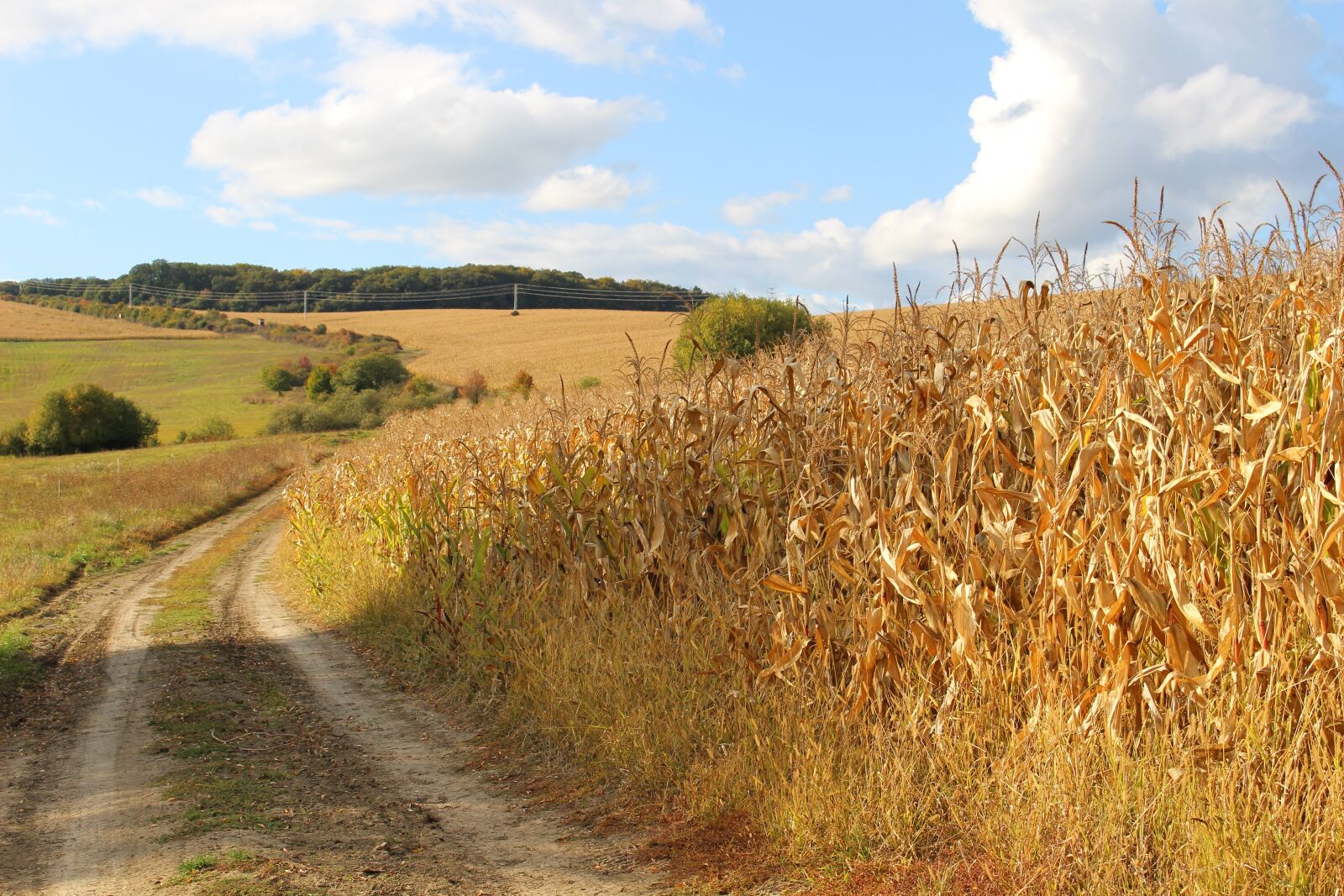 Canon EOS 100D (EOS Rebel SL1 / EOS Kiss X7) sample photo. Corn on the cob photography