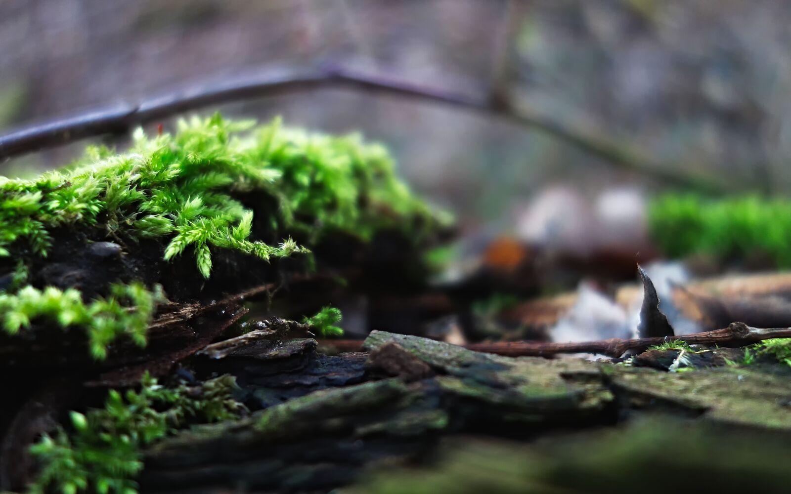 Sony Cyber-shot DSC-RX100 sample photo. Moss, nature, forest photography