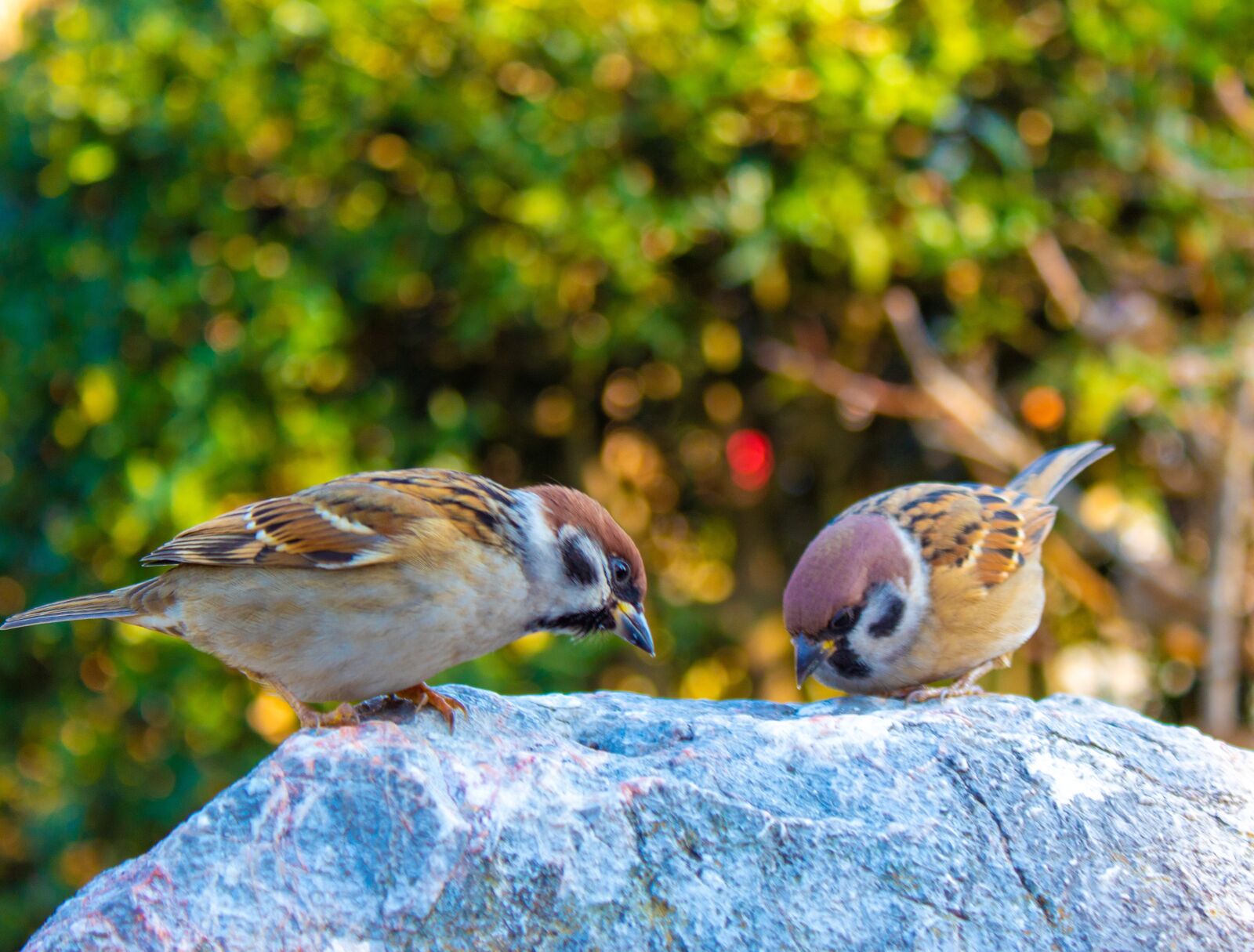 Canon EOS 1300D (EOS Rebel T6 / EOS Kiss X80) sample photo. Sparrows, eating, rock photography