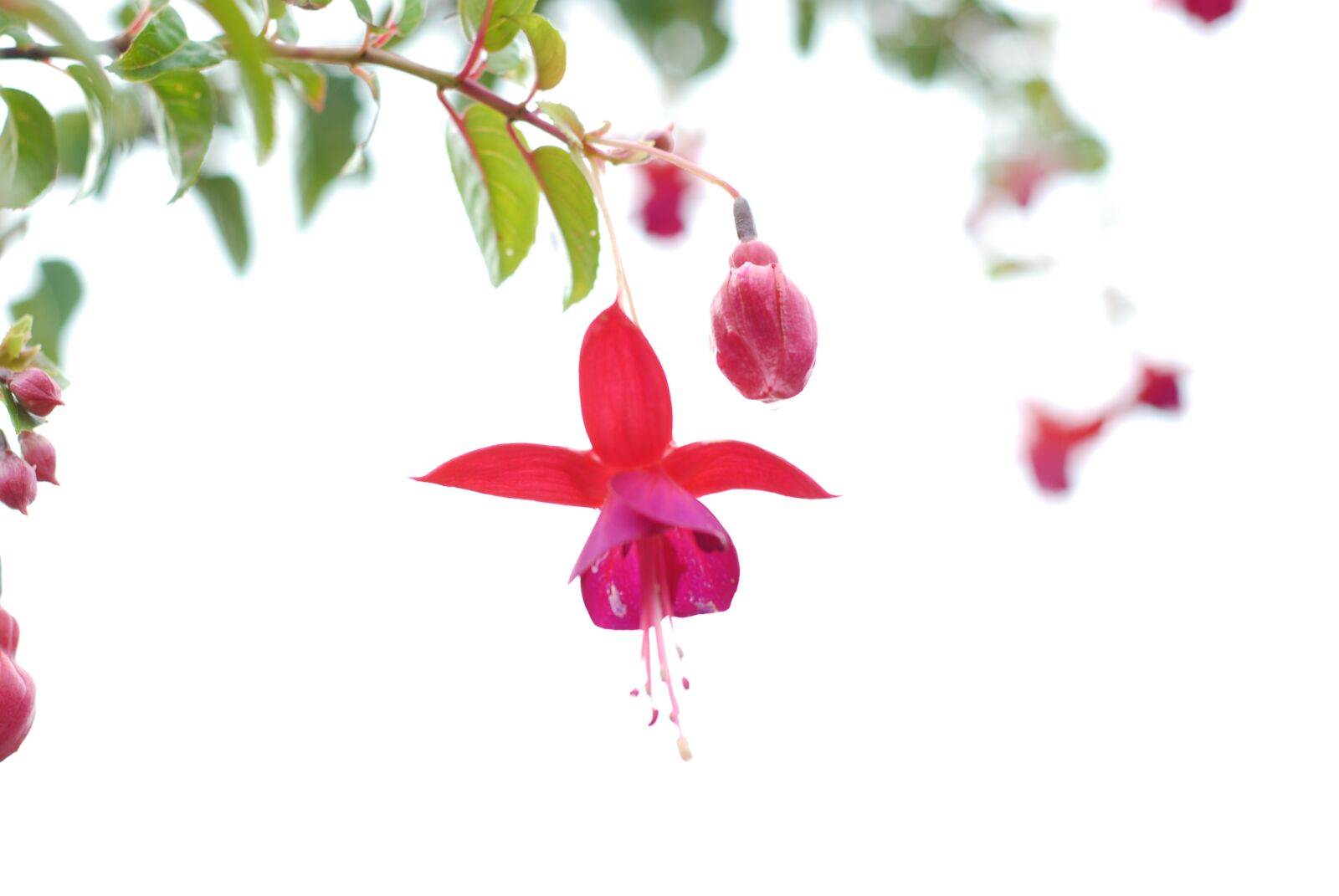 Nikon D200 sample photo. Purple flower, flowers, spring photography