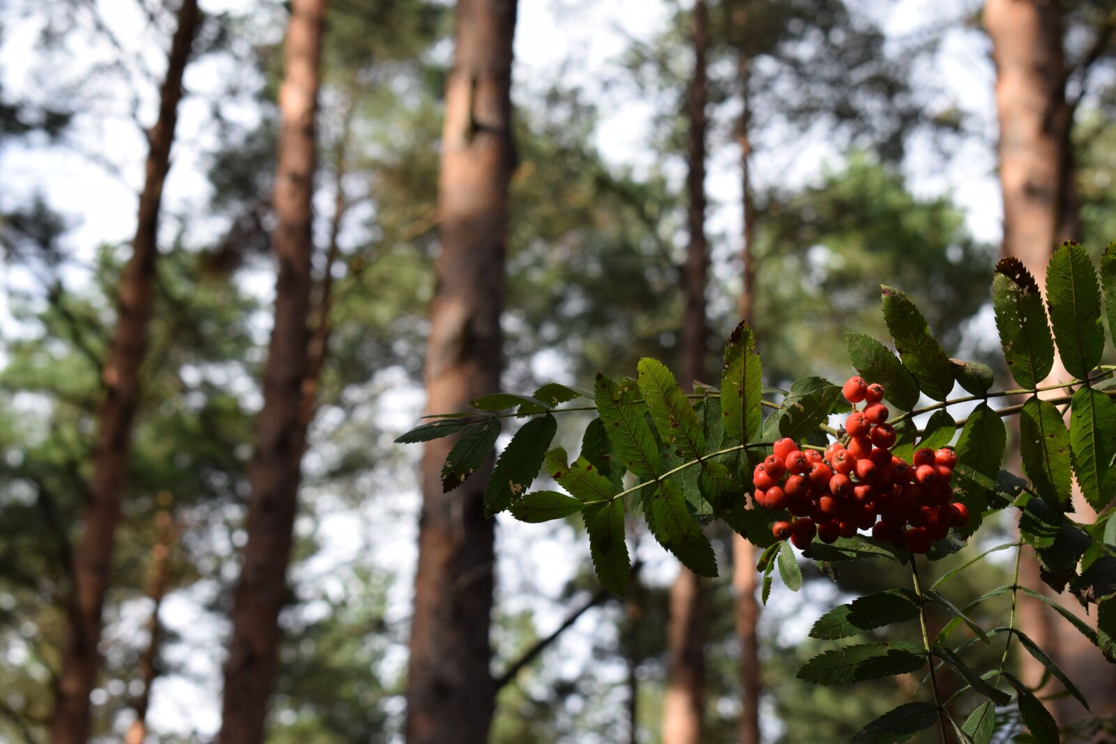 Nikon D3300 sample photo. Rowan, berries, berry photography