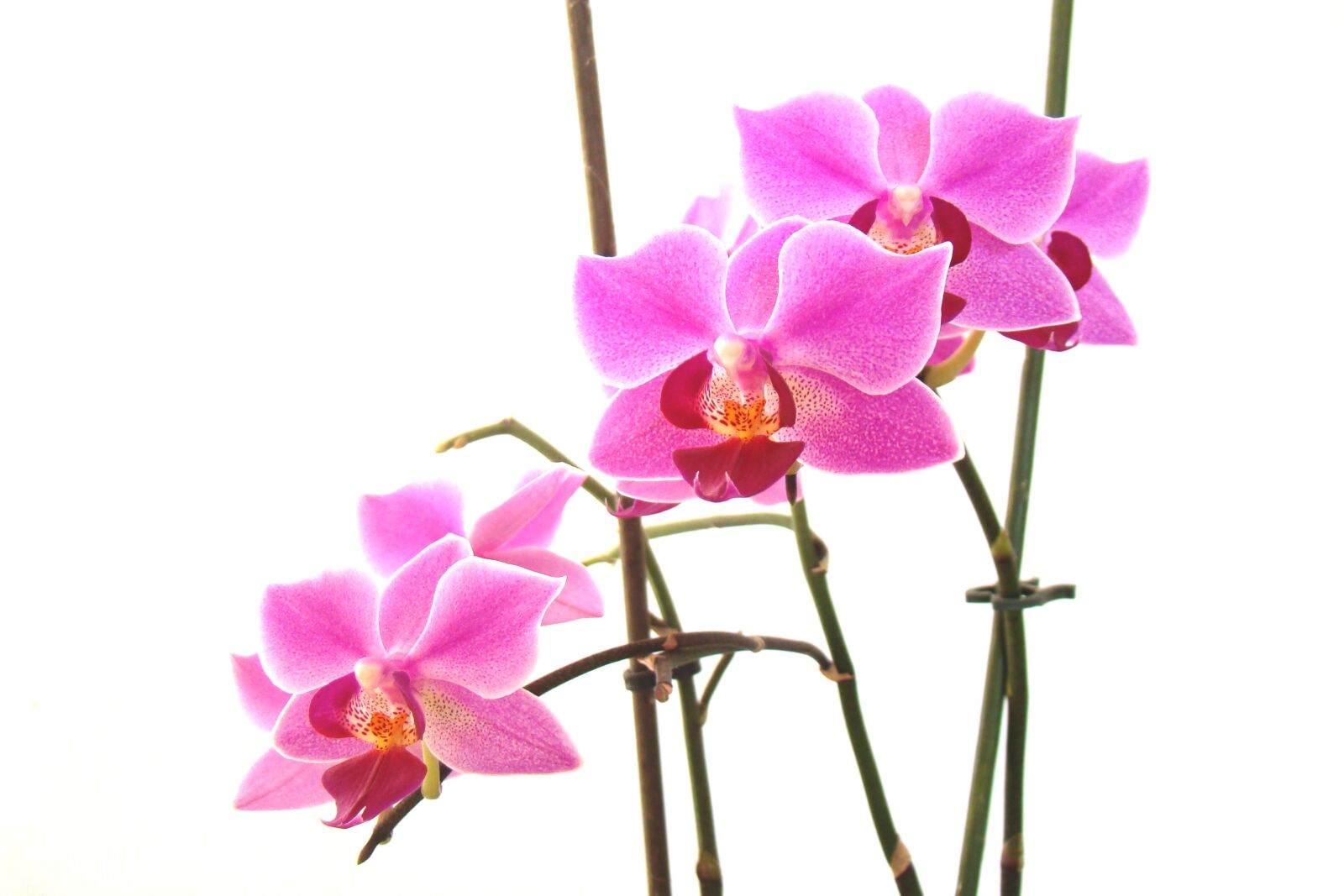 Sony Cyber-shot DSC-H50 sample photo. Flower, flora, nature photography