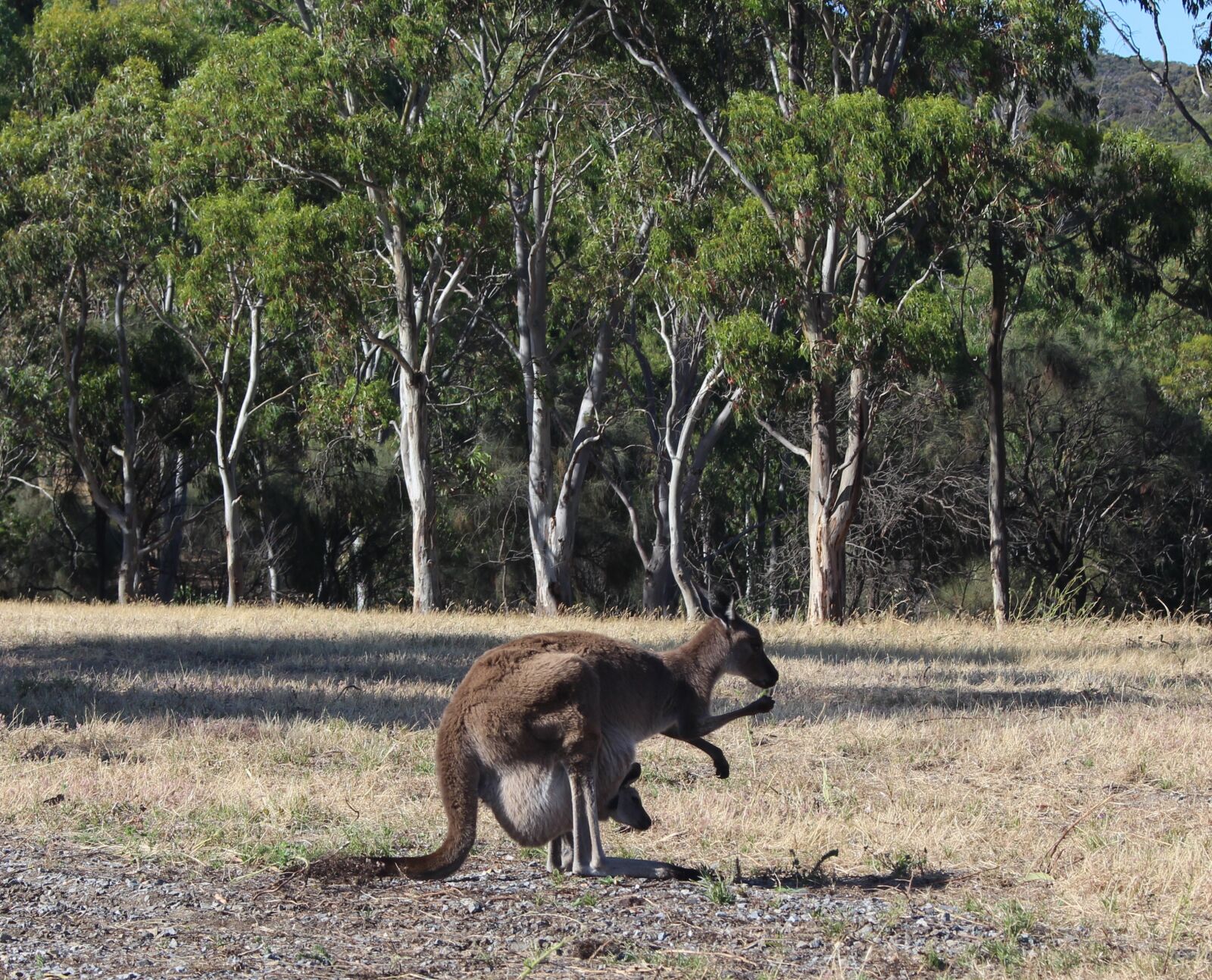 Canon EOS 700D (EOS Rebel T5i / EOS Kiss X7i) sample photo. Kangaroo, joey, pouch photography