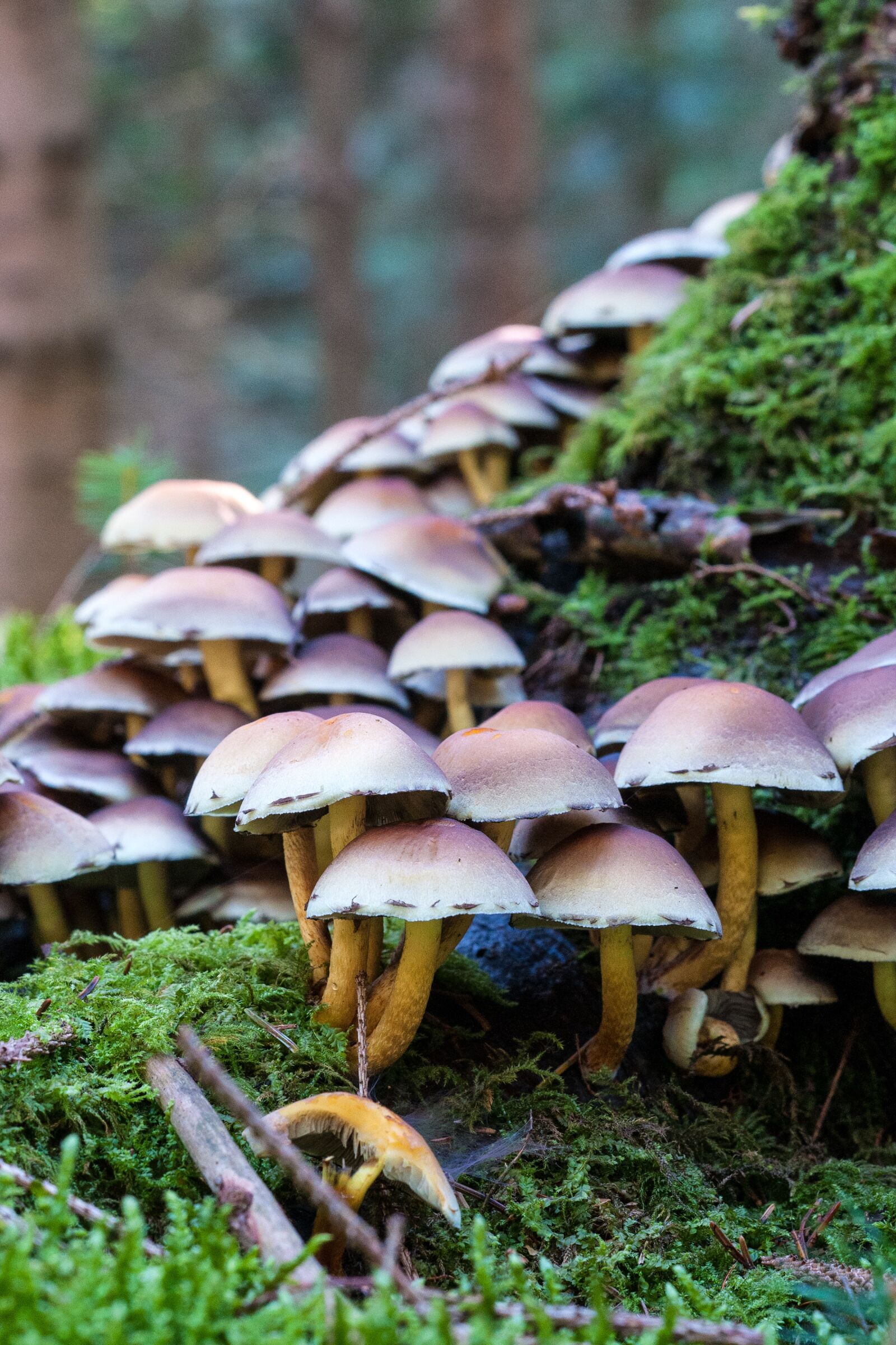 Nikon D300S sample photo. Forest, autumn, mushrooms photography