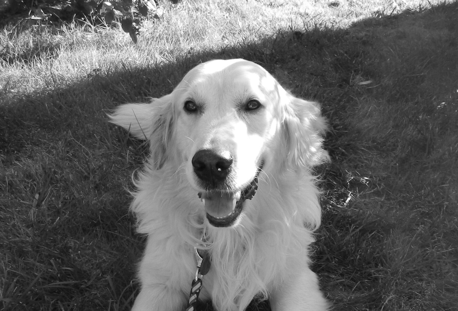 Nikon Coolpix P500 sample photo. Golden retriever, dog, male photography