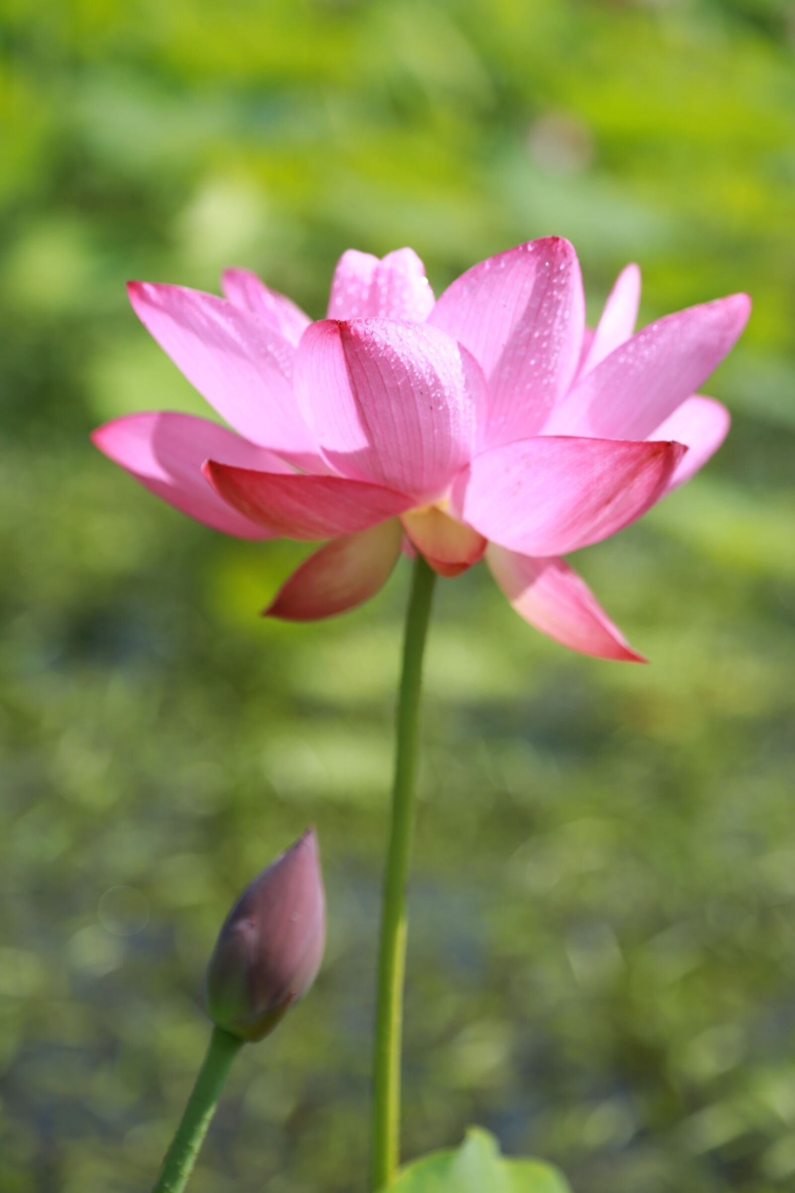 Canon EOS 6D + Canon EF 24-105mm F4L IS USM sample photo. Kite, lotus, water lilies photography