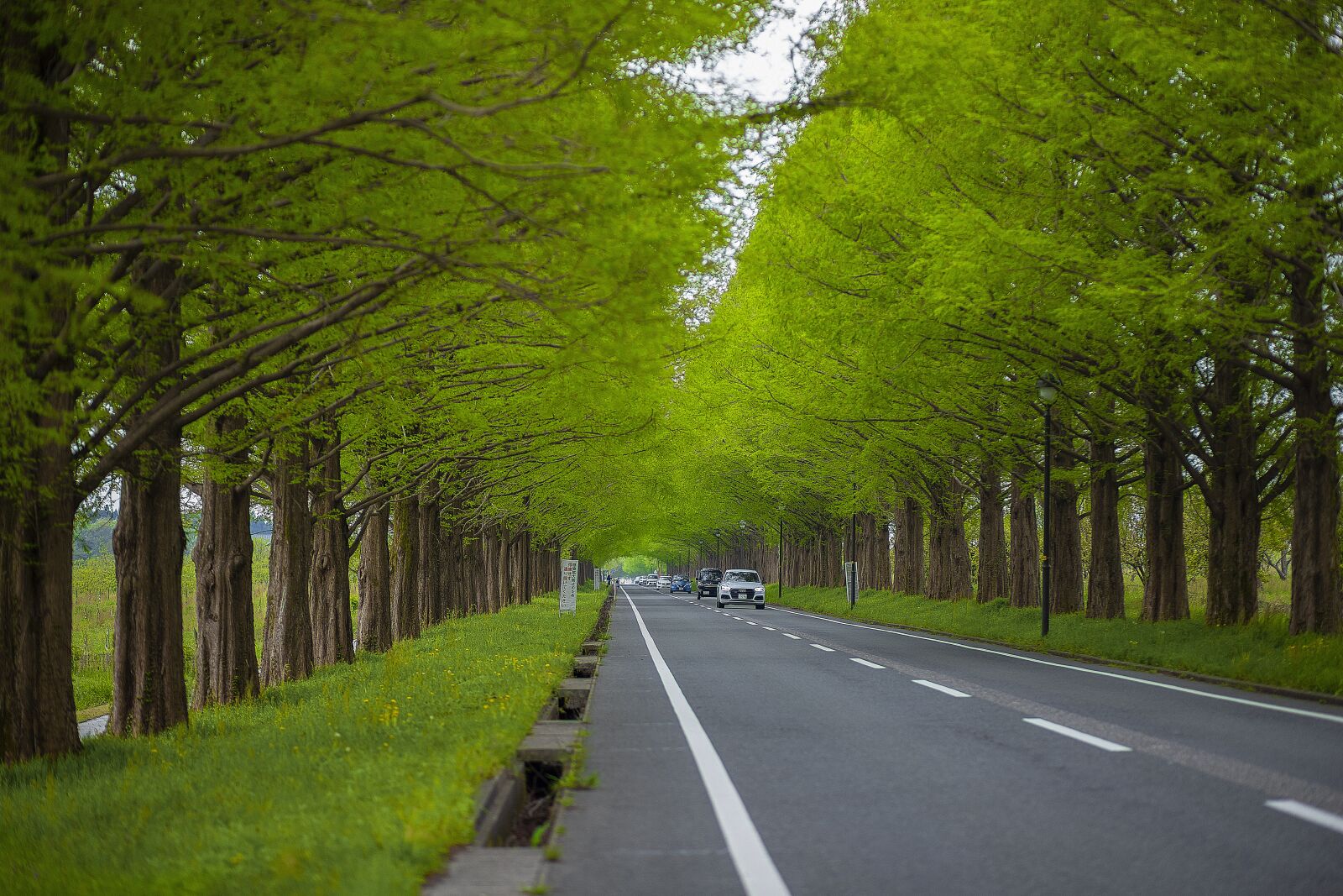 Canon EOS 6D Mark II + Canon EF 85mm F1.8 USM sample photo. The path, the trees photography