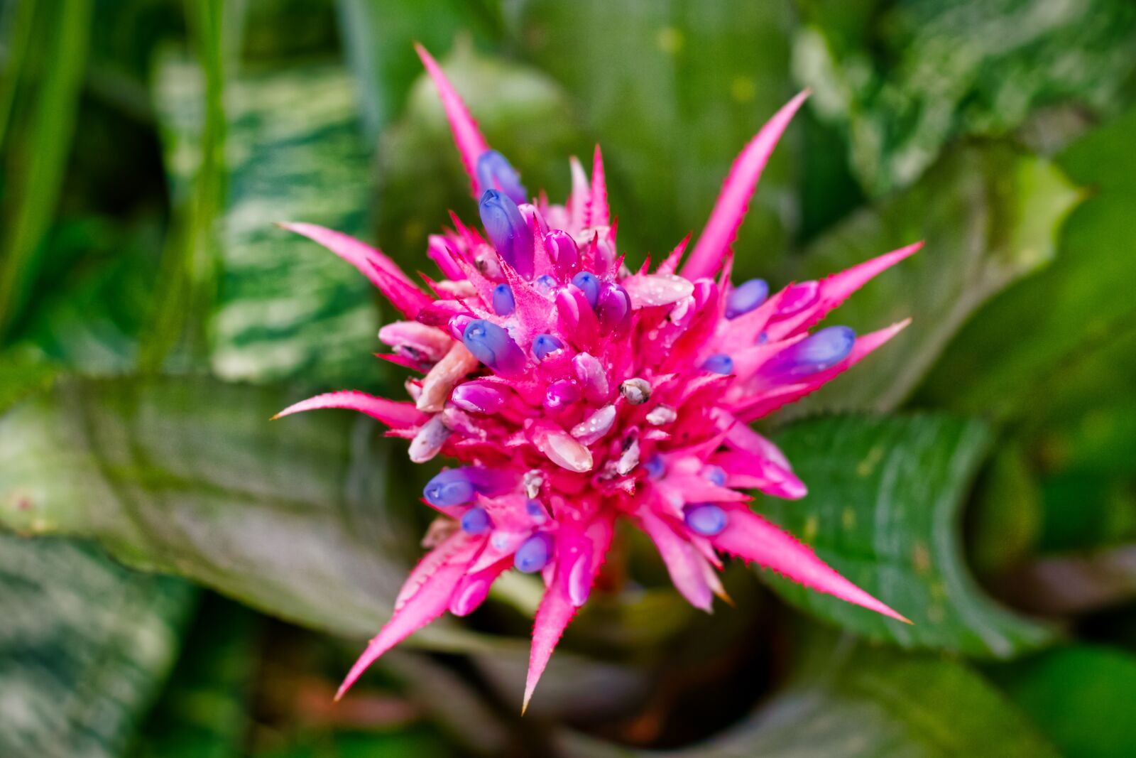 Nikon D3400 sample photo. Flower, florida, garden photography
