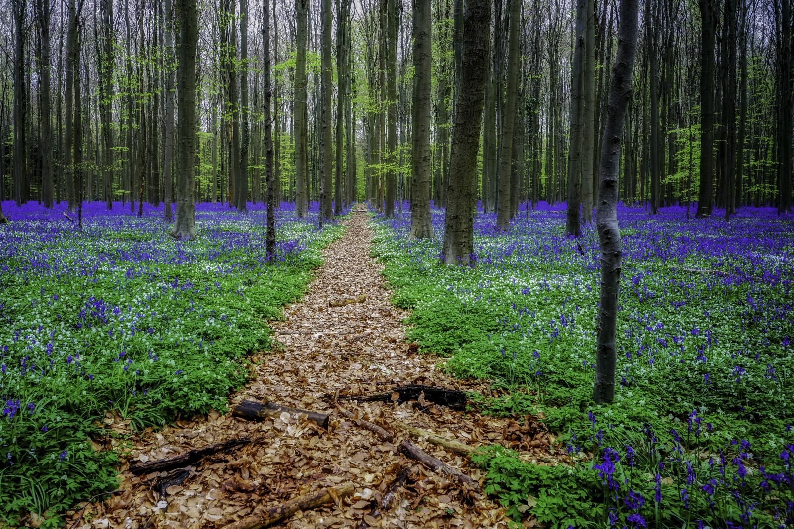 Sony a99 II sample photo. Hyacinths, forest, hallerbos photography