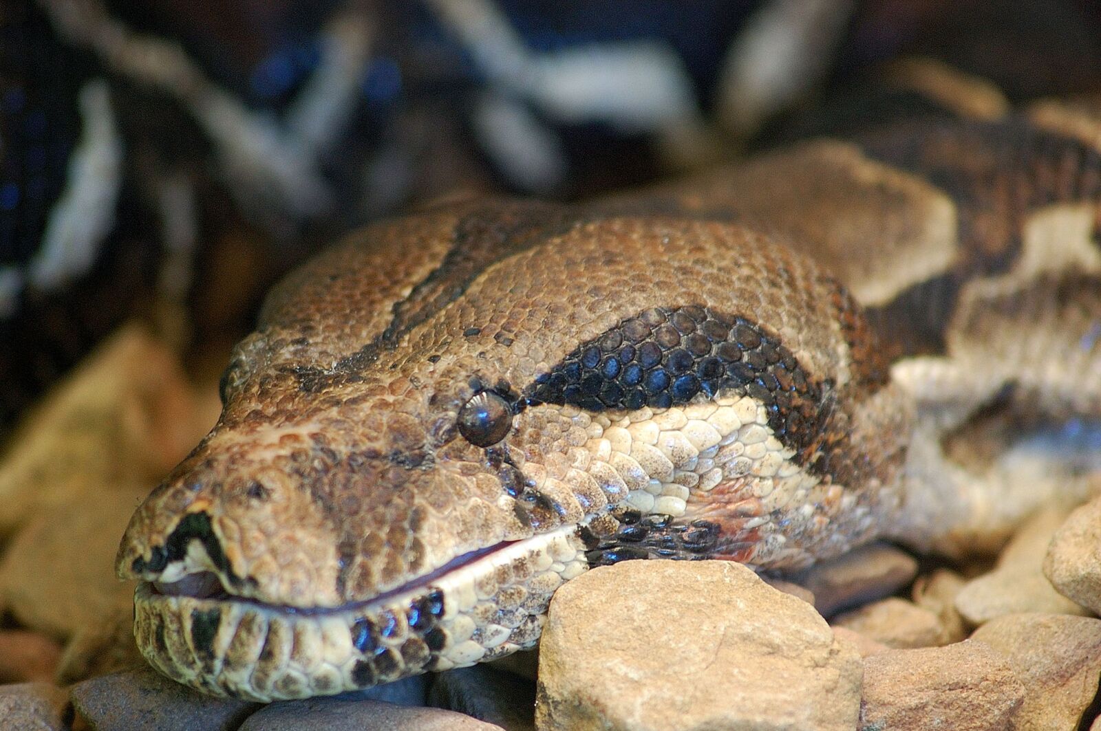 Nikon D40 sample photo. Snake, constrictor, python photography