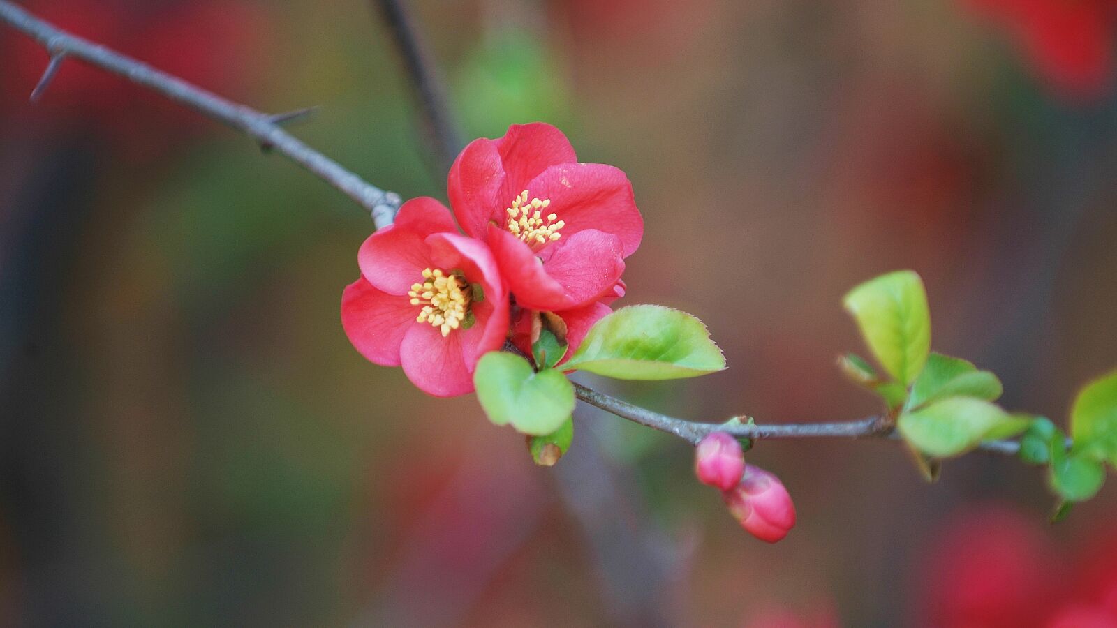Fujifilm FinePix S3 Pro sample photo. Plum, flowers, spring photography