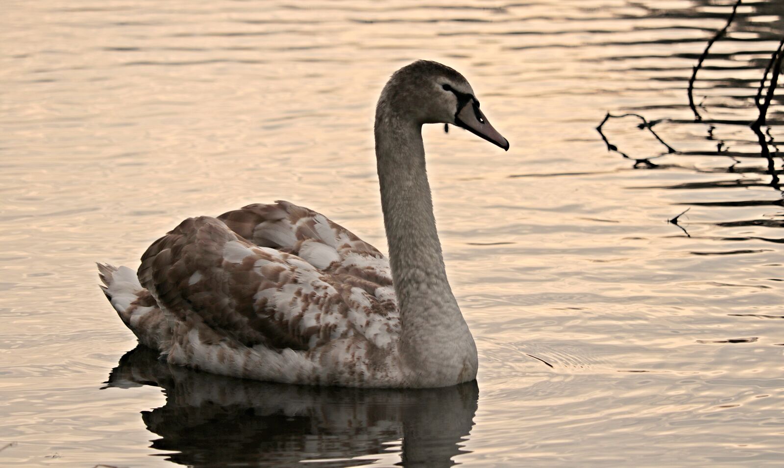 Canon EOS 80D sample photo. Swan, water, white photography