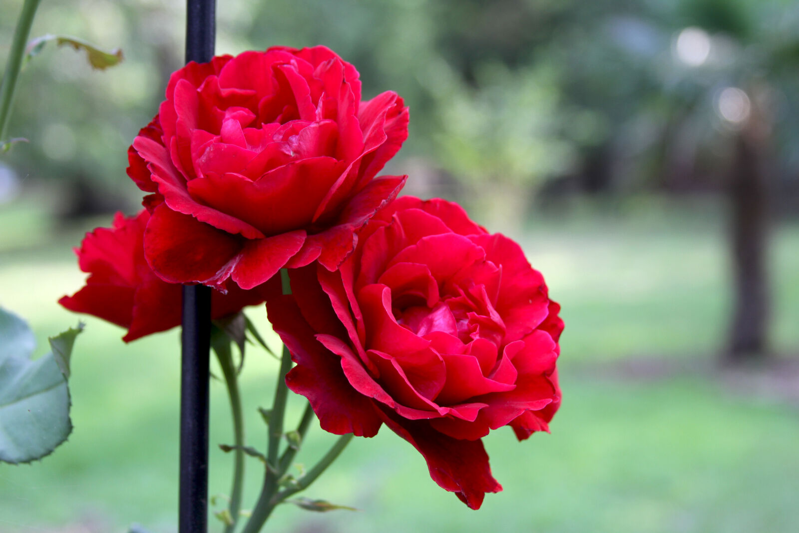 Canon EOS 7D + Canon EF 28-135mm F3.5-5.6 IS USM sample photo. Red, roses photography