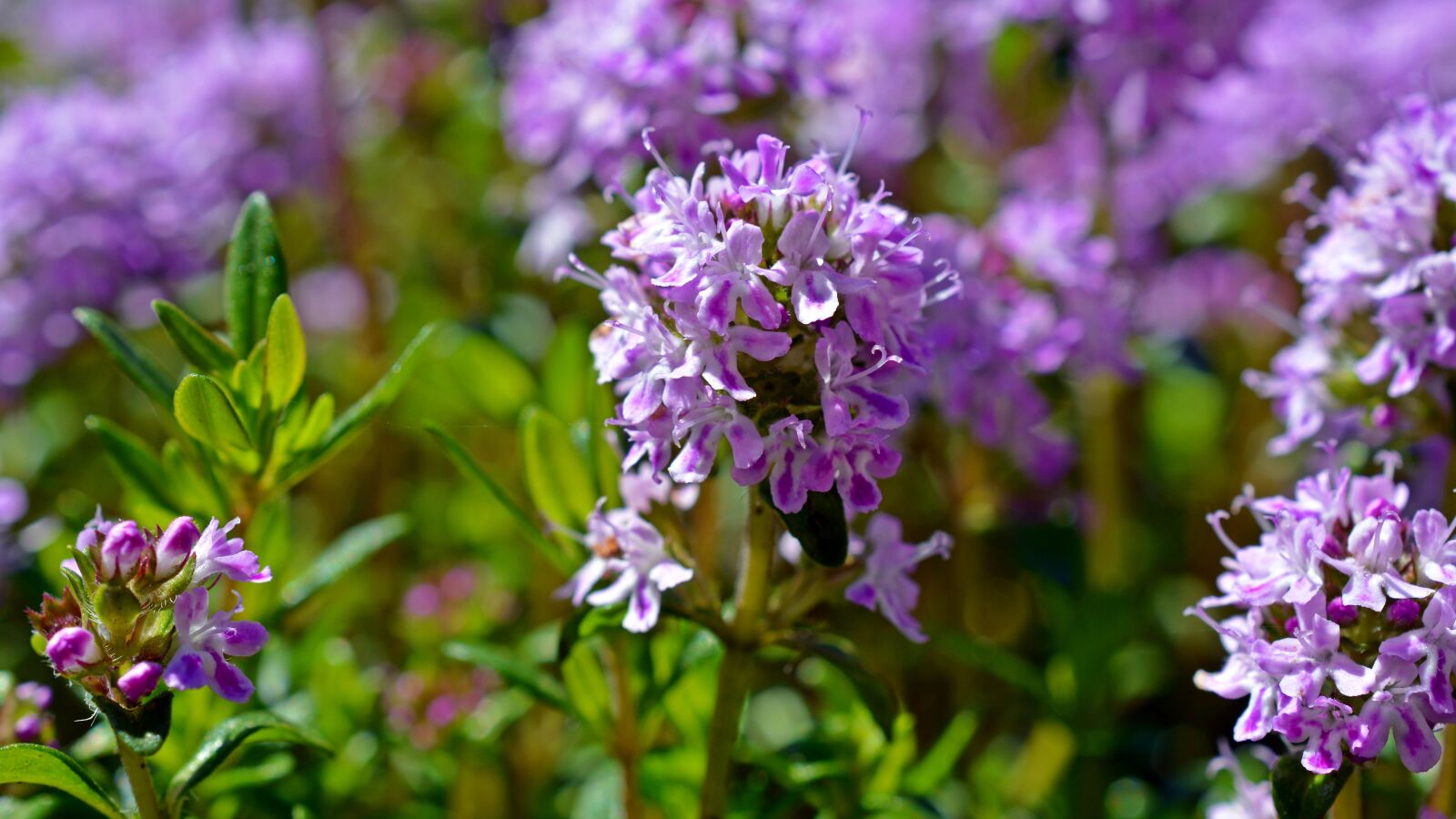 Nikon D5200 sample photo. Thyme, thymus serpyllum, blossom photography