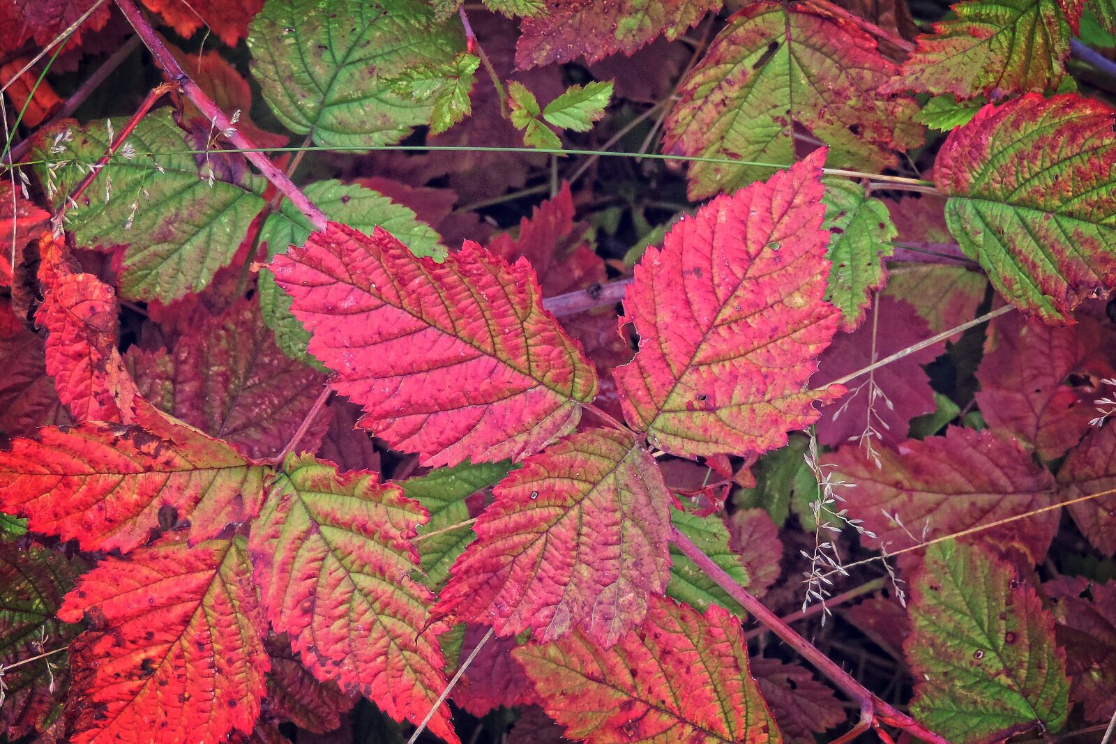 Nikon Coolpix P520 sample photo. Autumn, colorful leaves, fall photography