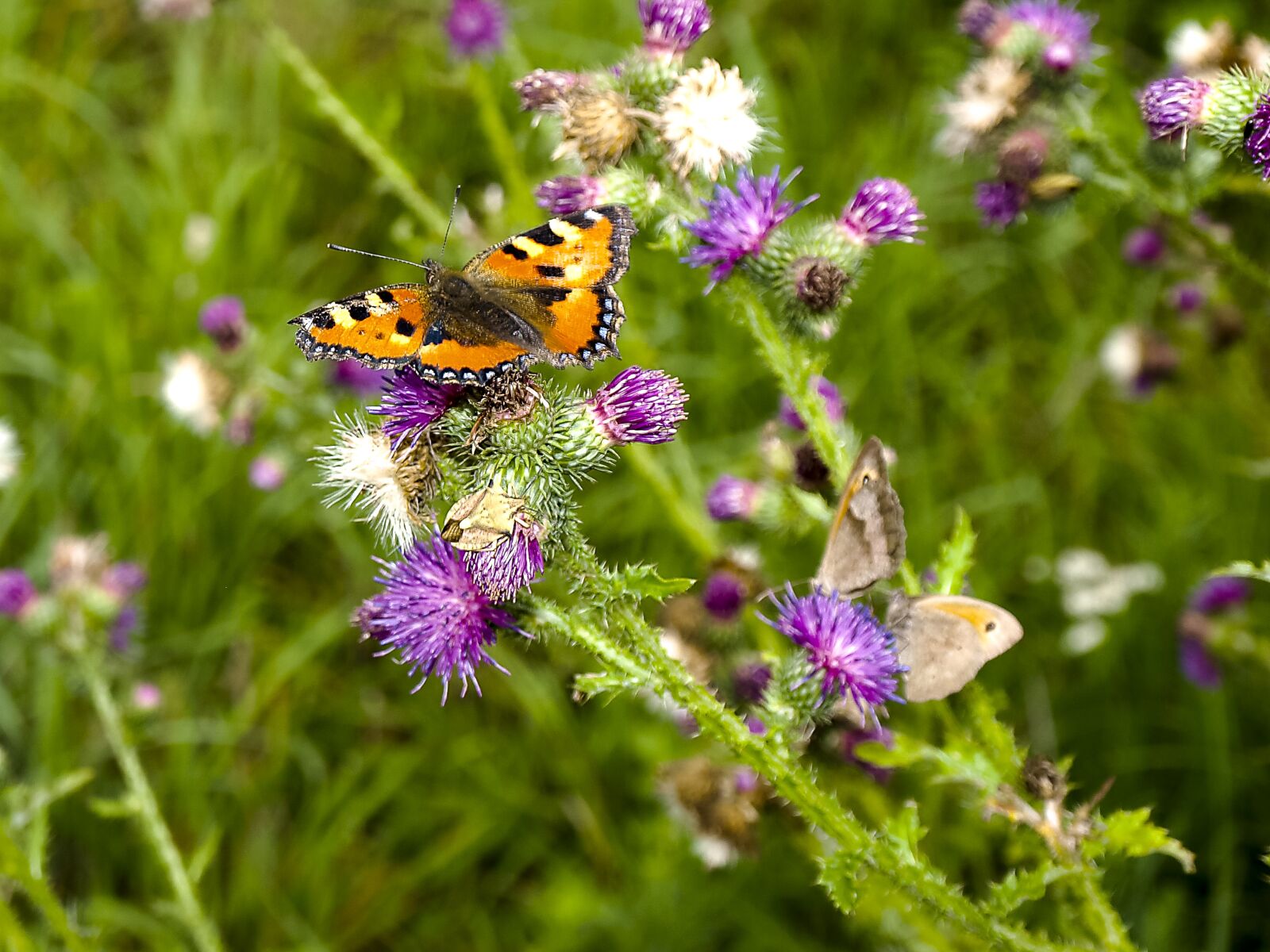 OLYMPUS 14-42mm Lens sample photo. Little fox, butterfly, insect photography