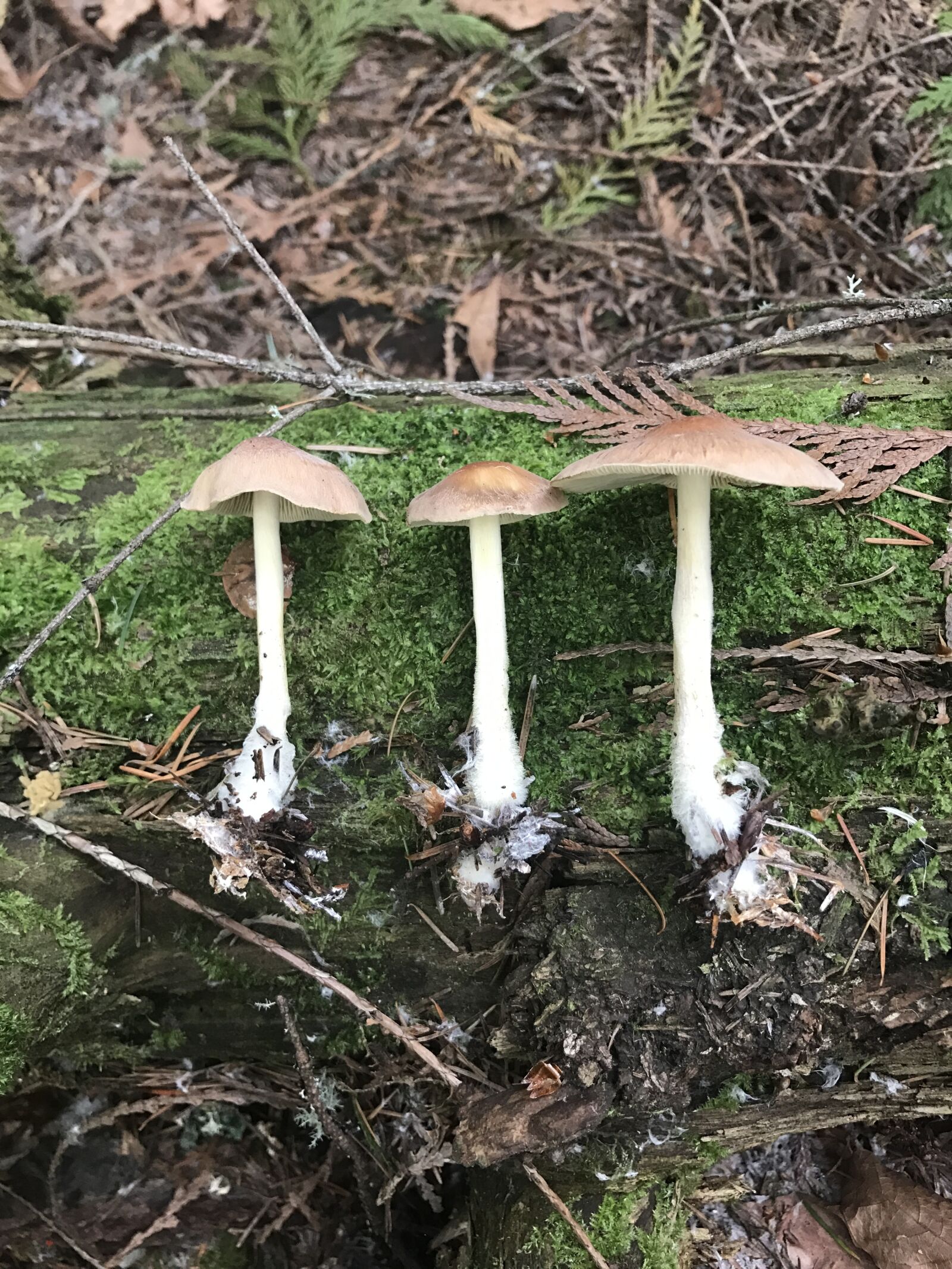 Apple iPhone 7 sample photo. Mushroom, log, trail photography