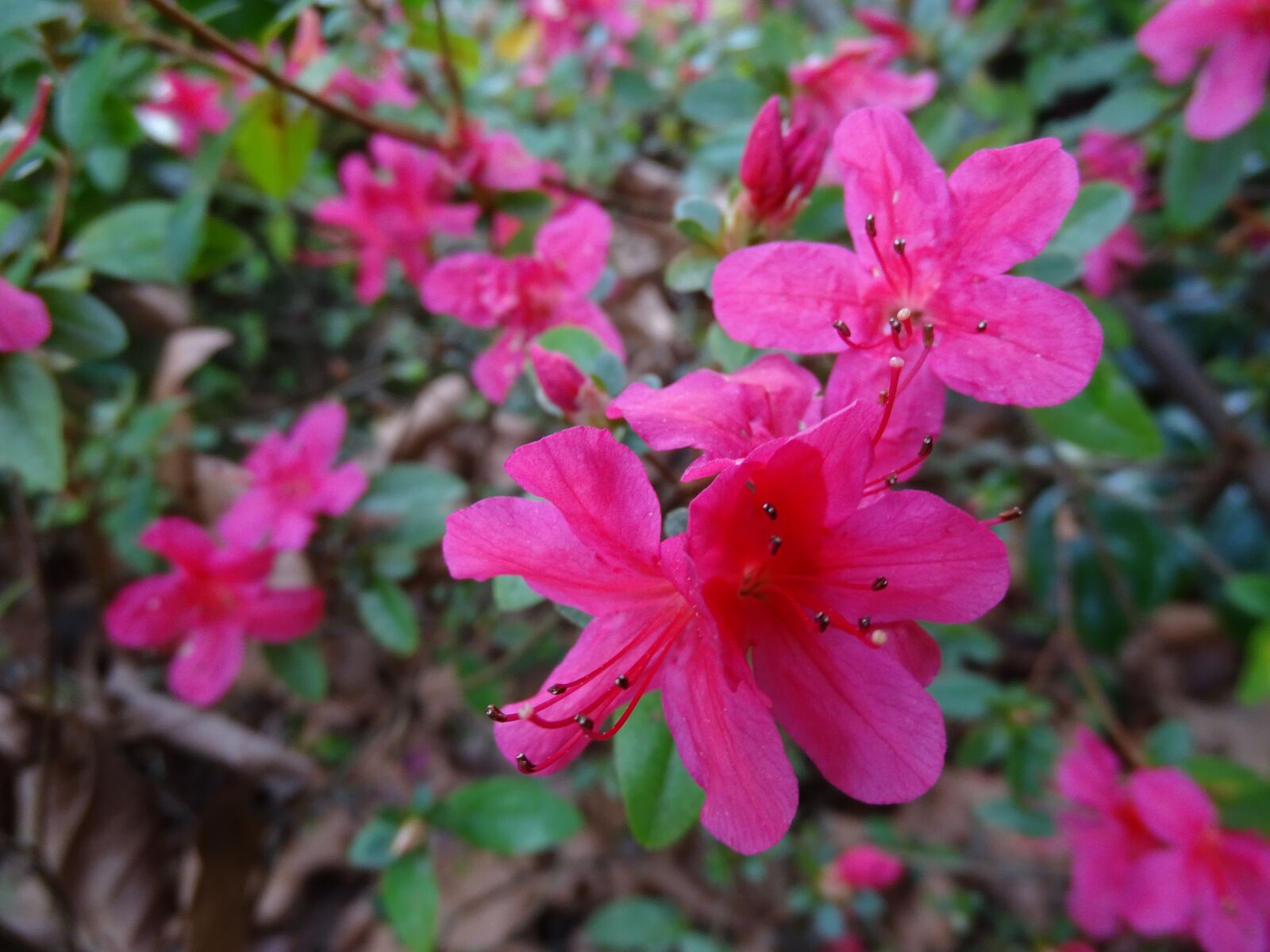 Sony Cyber-shot DSC-HX400V sample photo. Flowers, pink flowers, several photography
