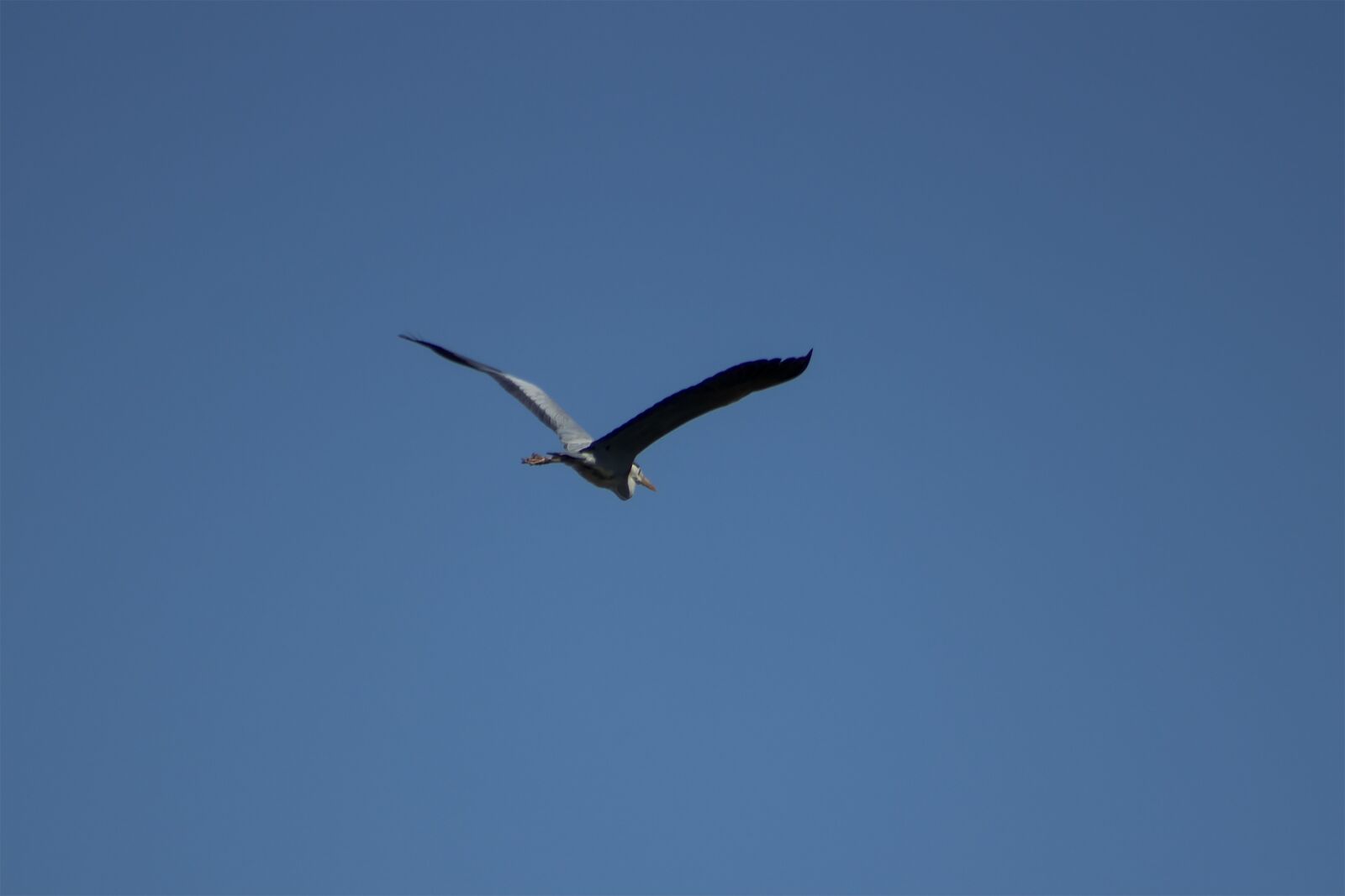 Canon EF75-300mm f/4-5.6 sample photo. Grey heron, water bird photography