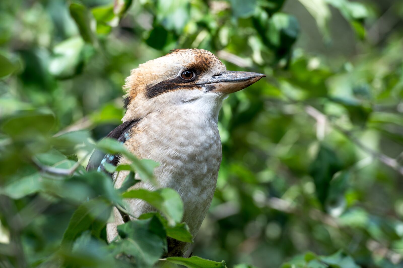 Nikon Df sample photo. Kookaburra, bird, australia photography