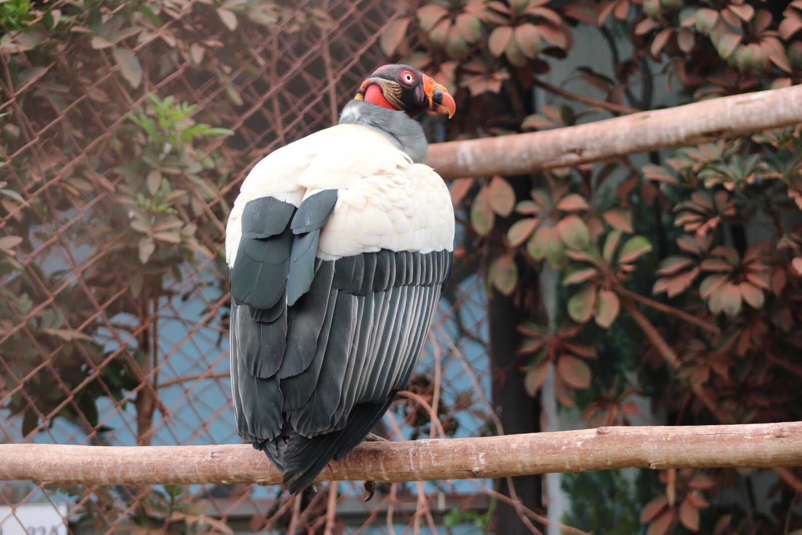 Canon EF 75-300mm f/4-5.6 sample photo. Vulture, ave, bird photography