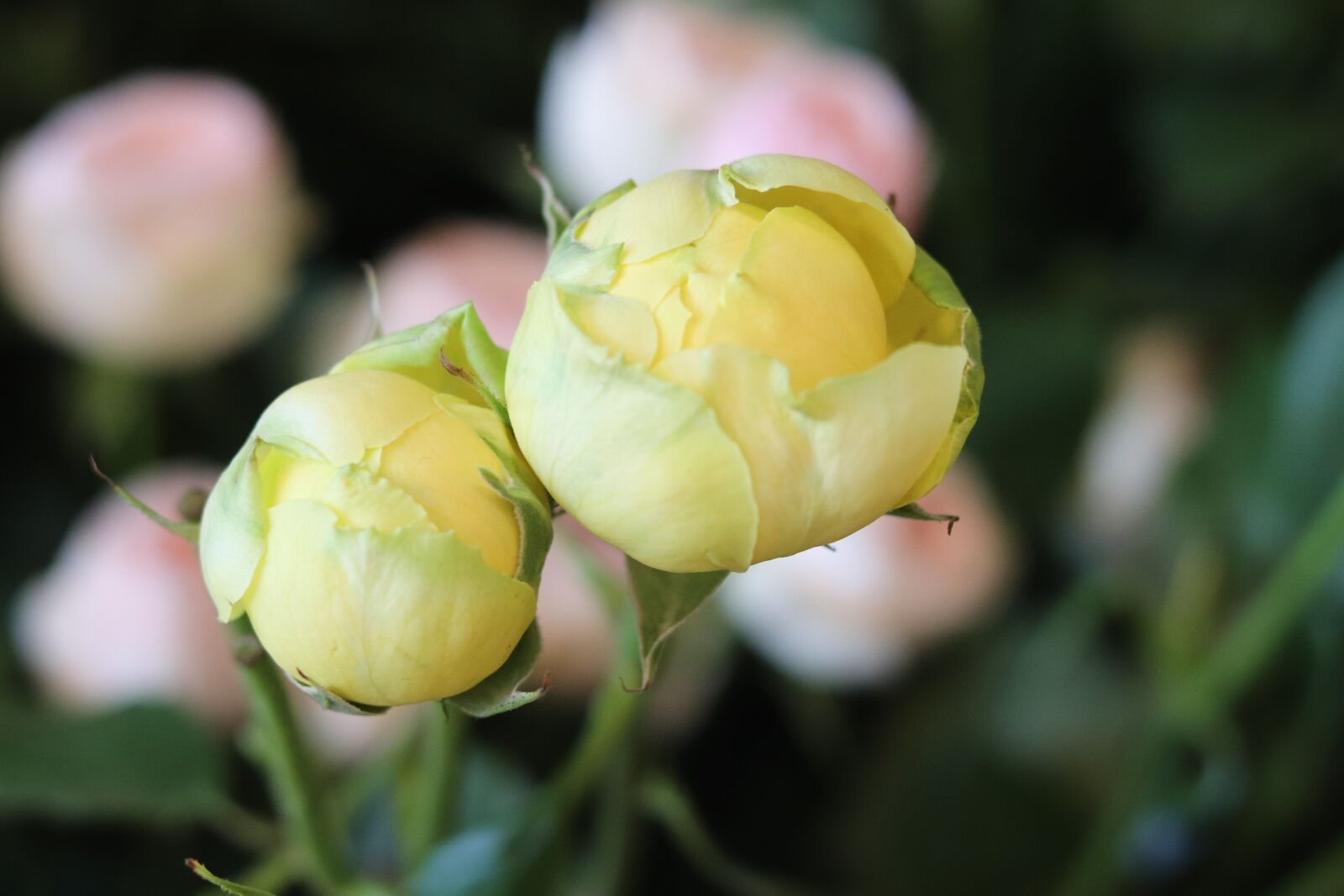 Canon EOS 200D (EOS Rebel SL2 / EOS Kiss X9) sample photo. Flowers, round flower, yellow photography