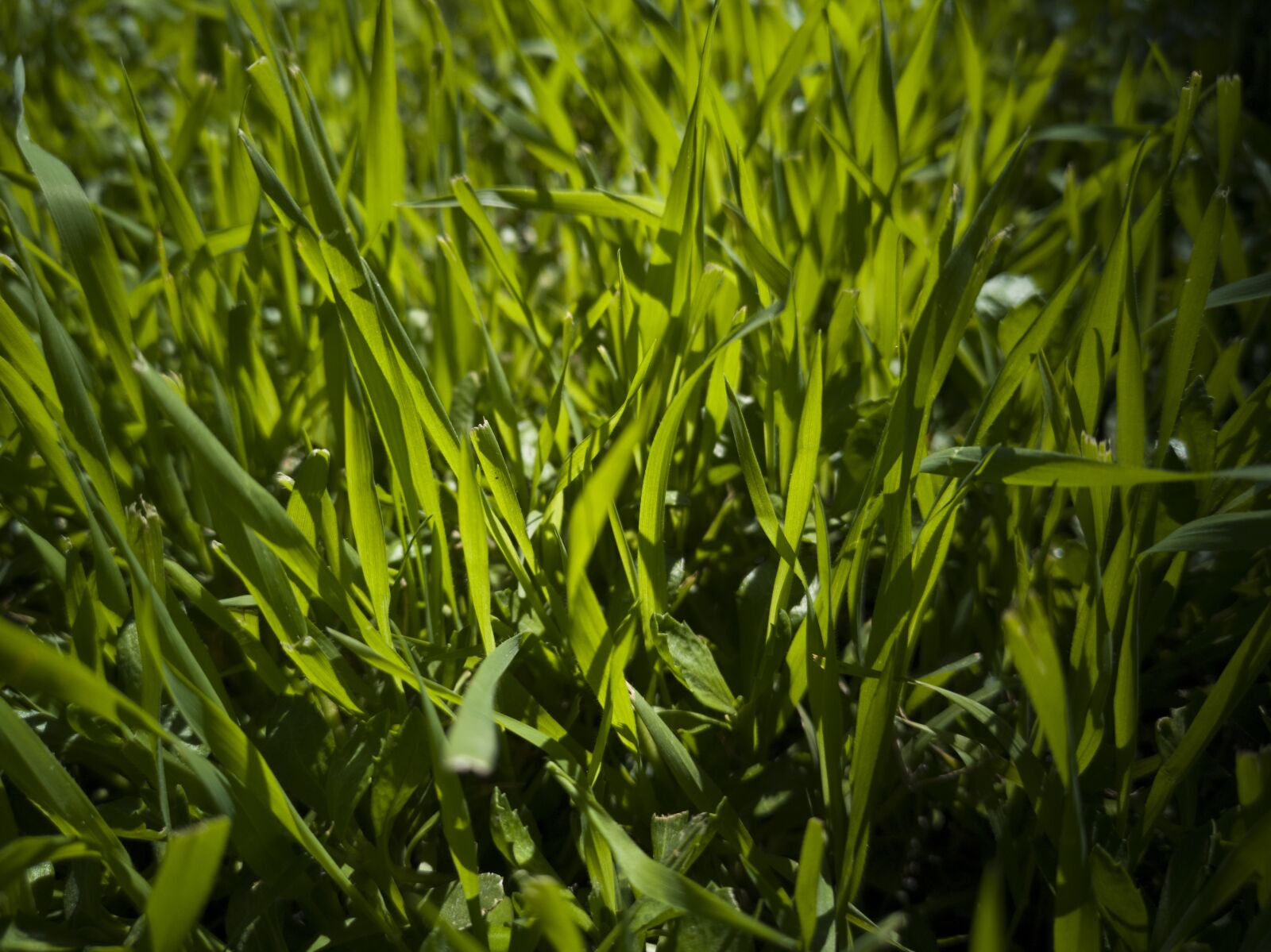 HUAWEI CLT-L09 sample photo. Grass, green, field photography