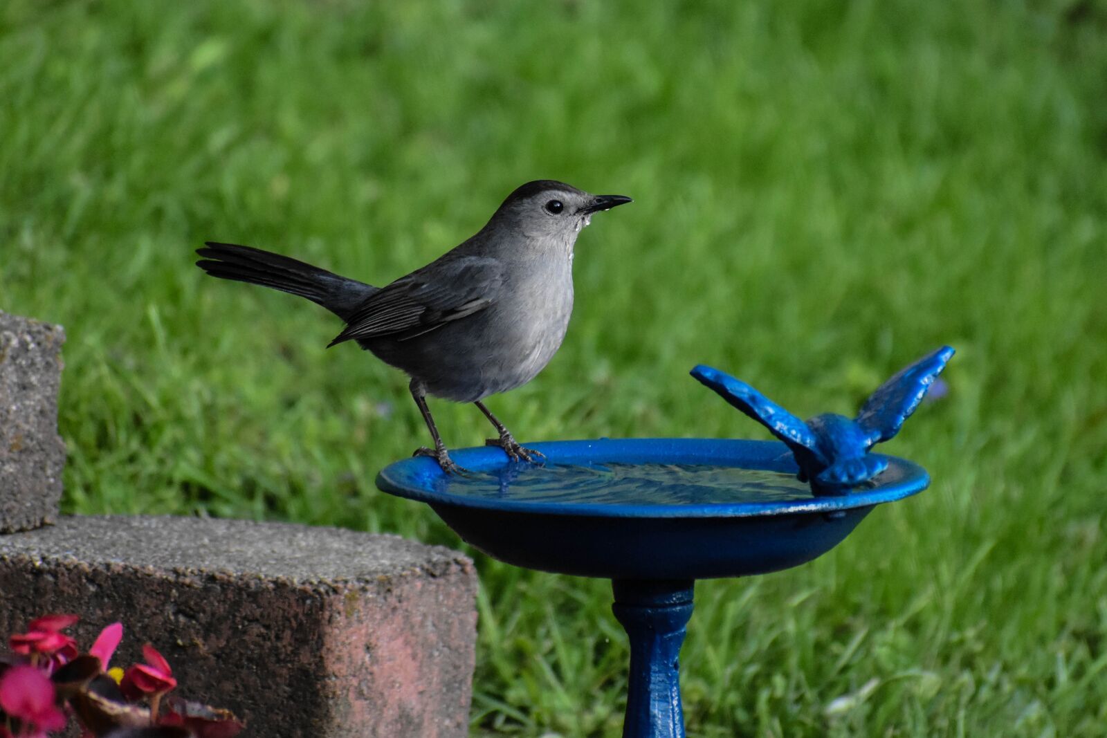 Nikon D5600 sample photo. Bird, gray catbird, drinking photography