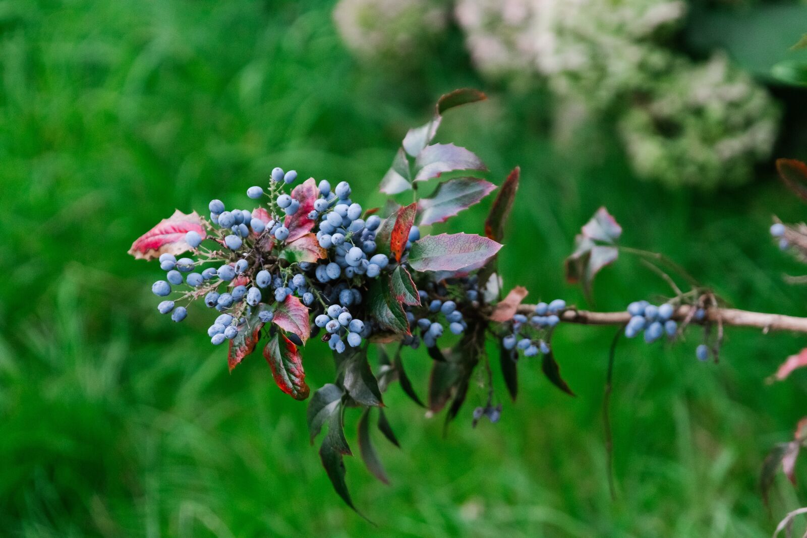 Canon EOS 60D sample photo. Mahonia aquifolium, prague, czech photography