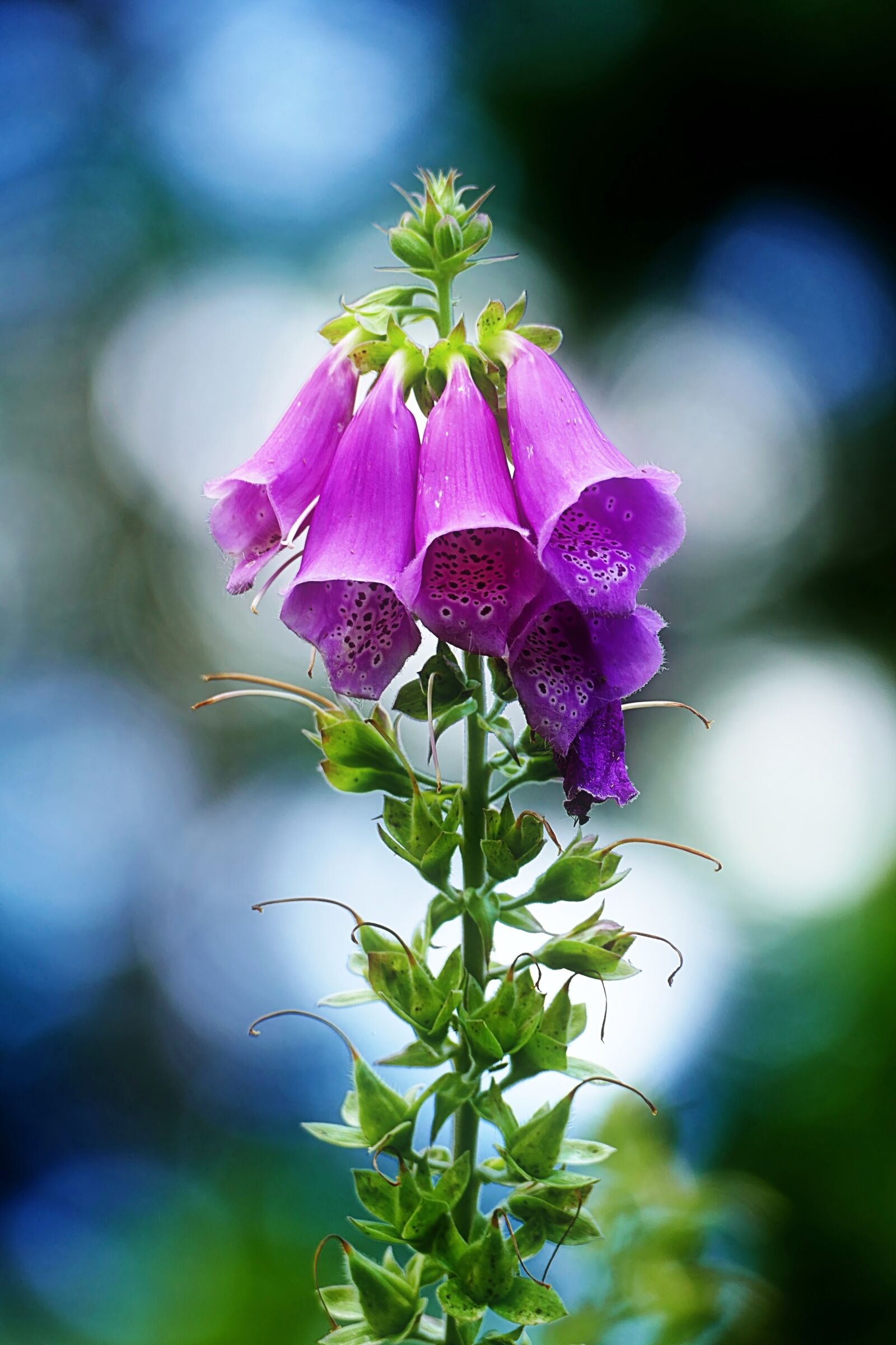 Panasonic Lumix DMC-FZ1000 sample photo. Thimble, flower, plant photography