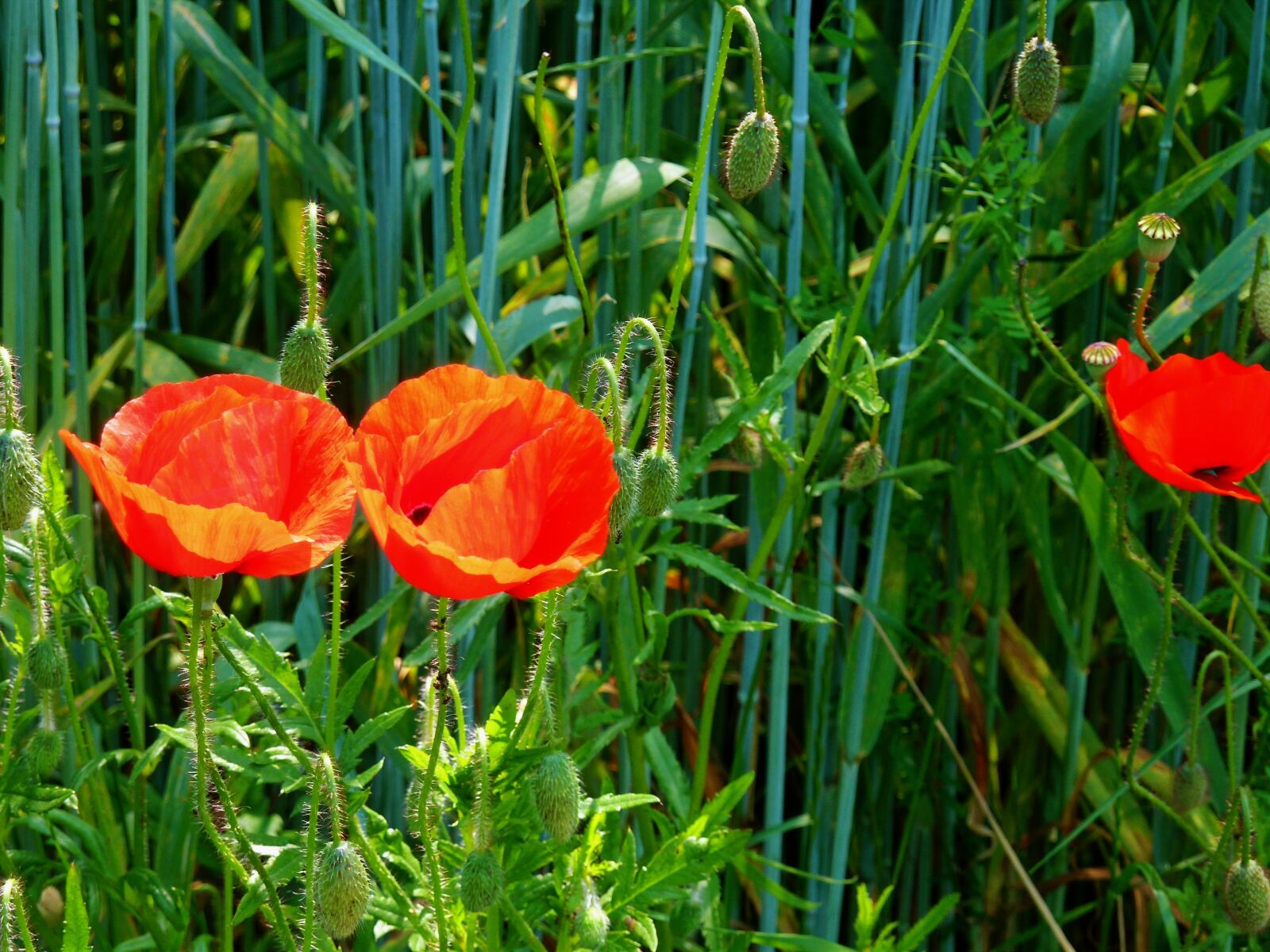 Panasonic DMC-TZ7 sample photo. Poppy, klatschmohn, cornfield photography