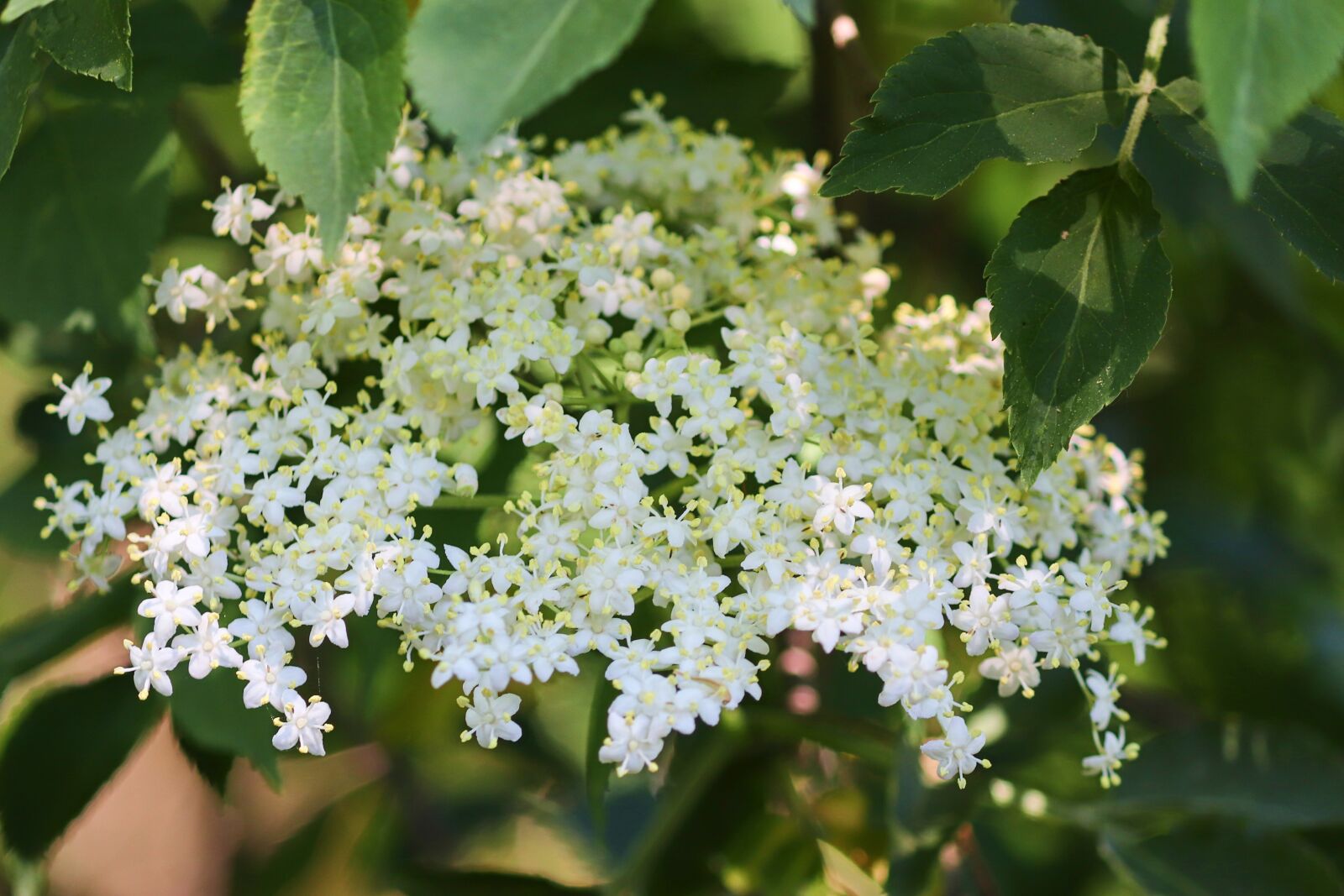 Canon EOS 200D (EOS Rebel SL2 / EOS Kiss X9) sample photo. Elder, elderflower, white photography