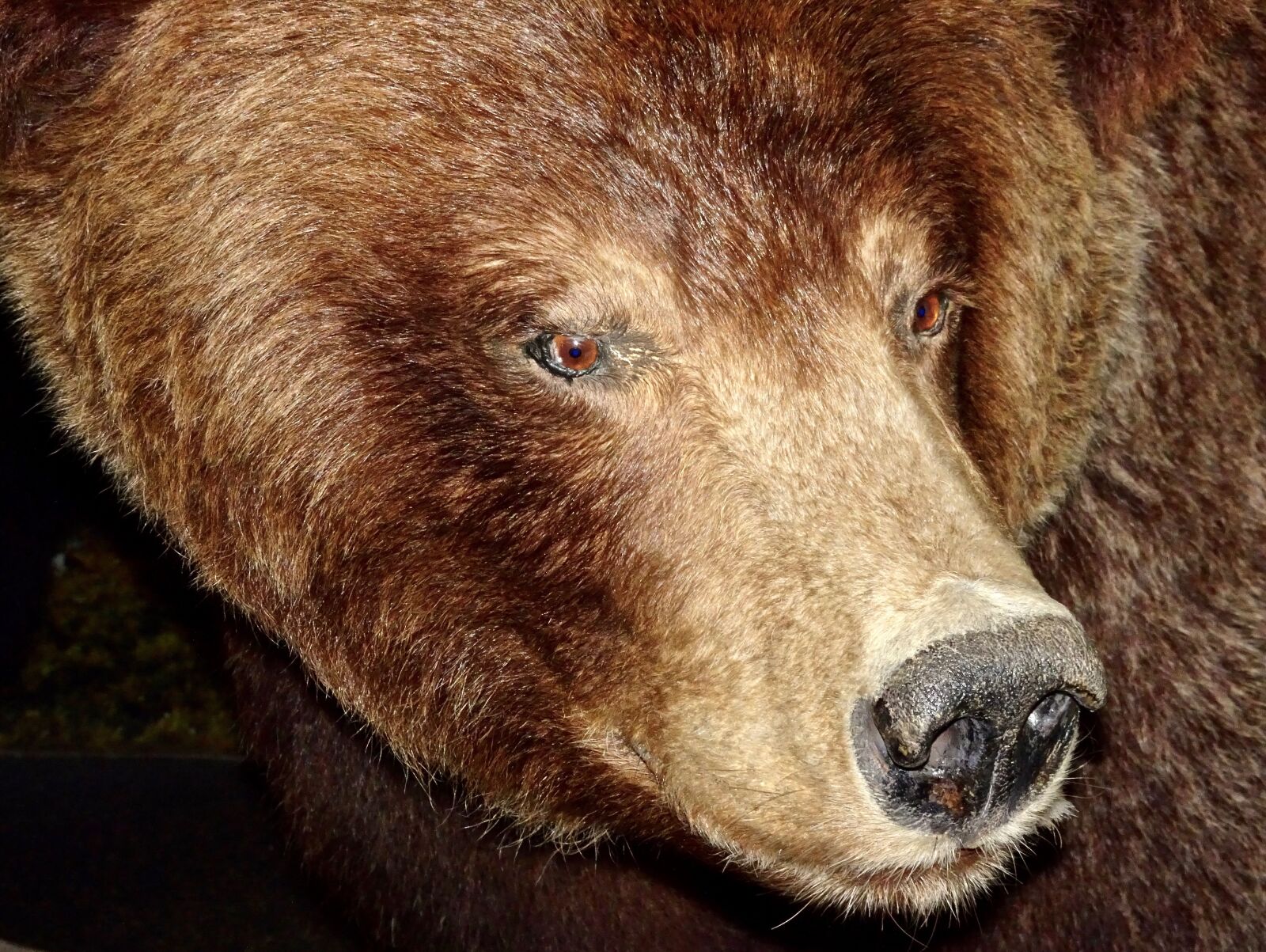 Sony Cyber-shot DSC-HX90V sample photo. Bear, grizzly, dangerous photography