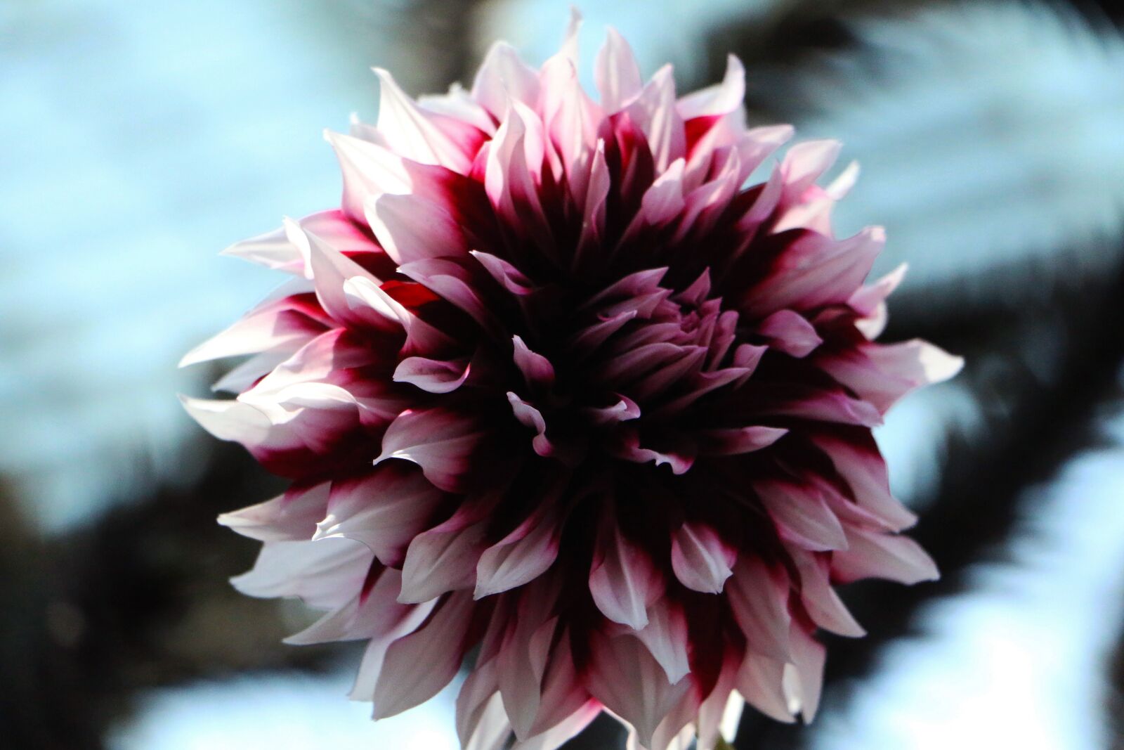 Canon EOS 70D sample photo. Purple, flower, flora photography