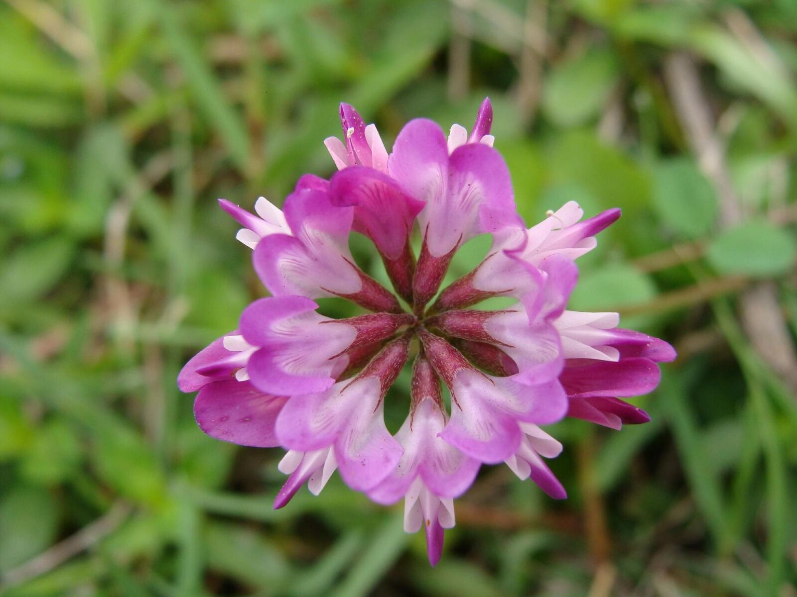 Sony DSC-H3 sample photo. Vetch, grass, flowers and photography