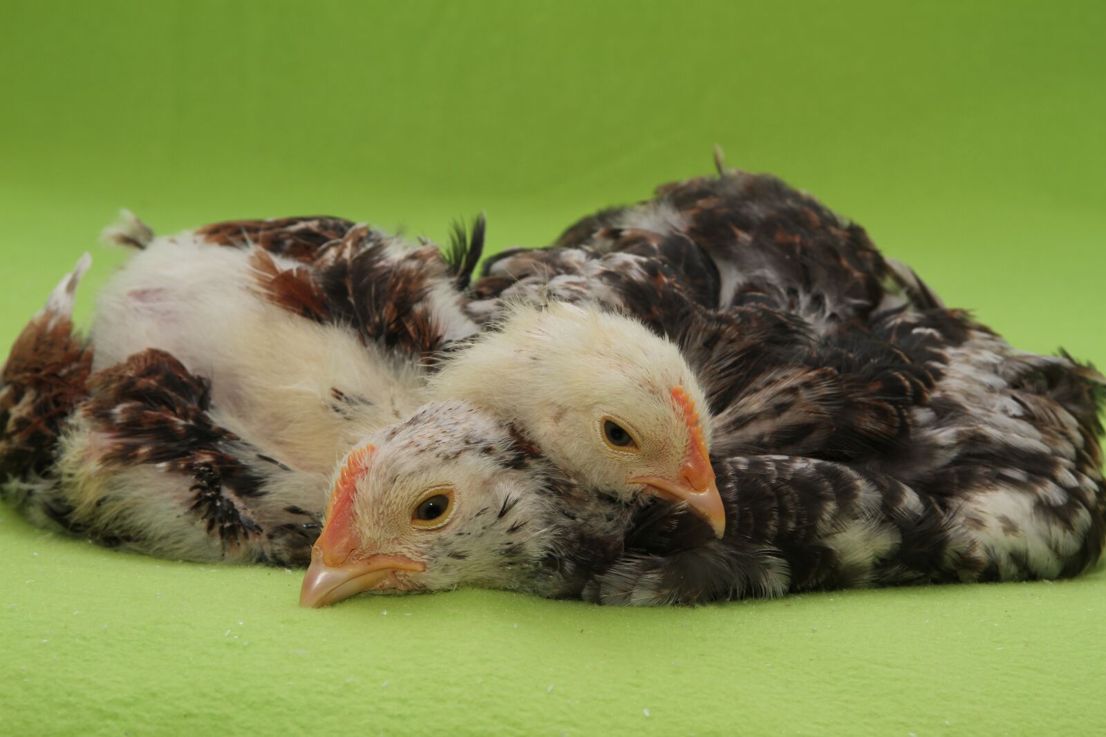 Canon EOS 7D sample photo. Chicks, salmon chick, salmon photography