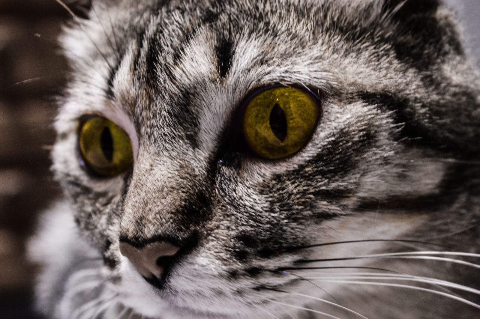 Nikon D3200 sample photo. Cat, eyes, yellow photography