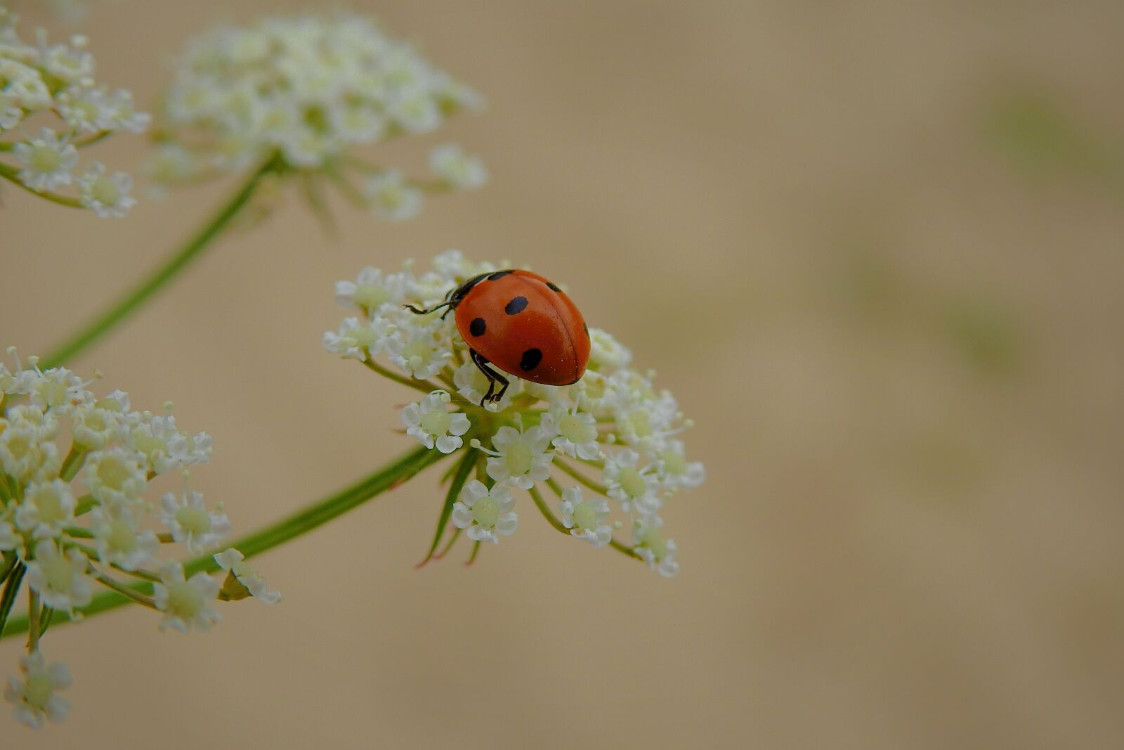 Nikon Coolpix P900 sample photo. Ladybug, insect, the beetle photography
