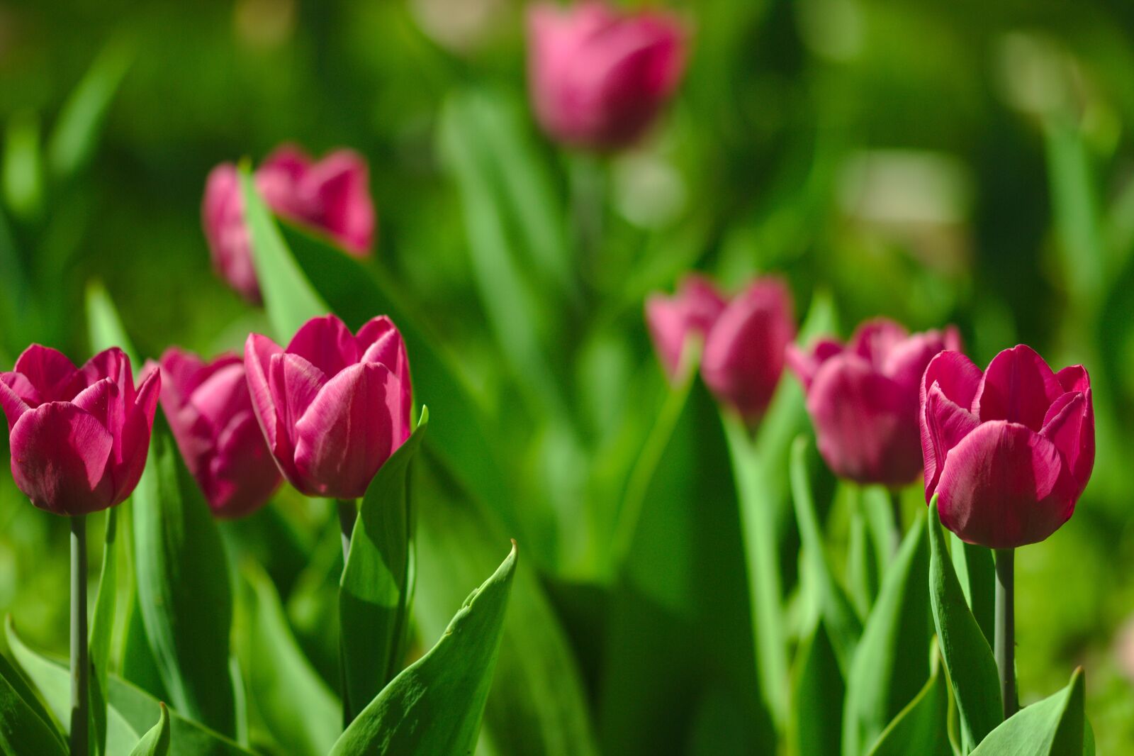 Canon EOS 600D (Rebel EOS T3i / EOS Kiss X5) sample photo. Tulips, pink, spring photography