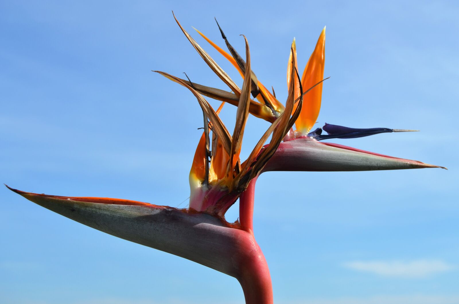 Nikon D3100 sample photo. Bird of paradise, flowers photography