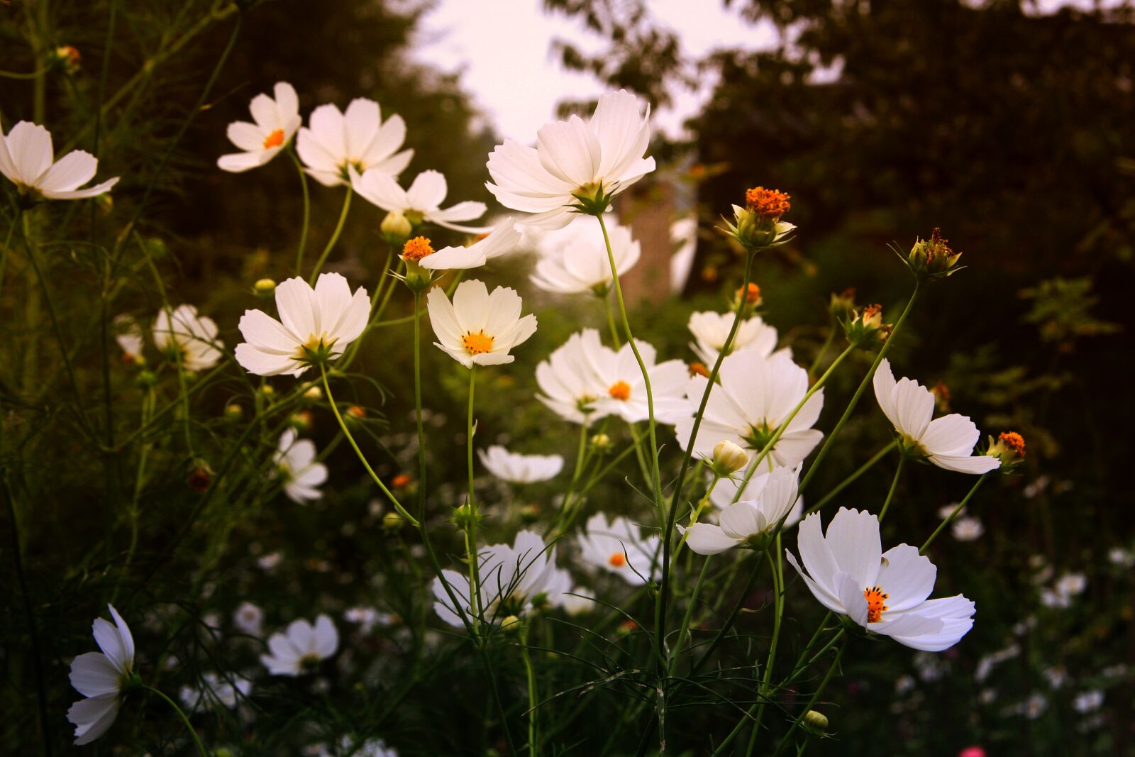 Canon EOS 40D sample photo. Flowers, garden, nature photography