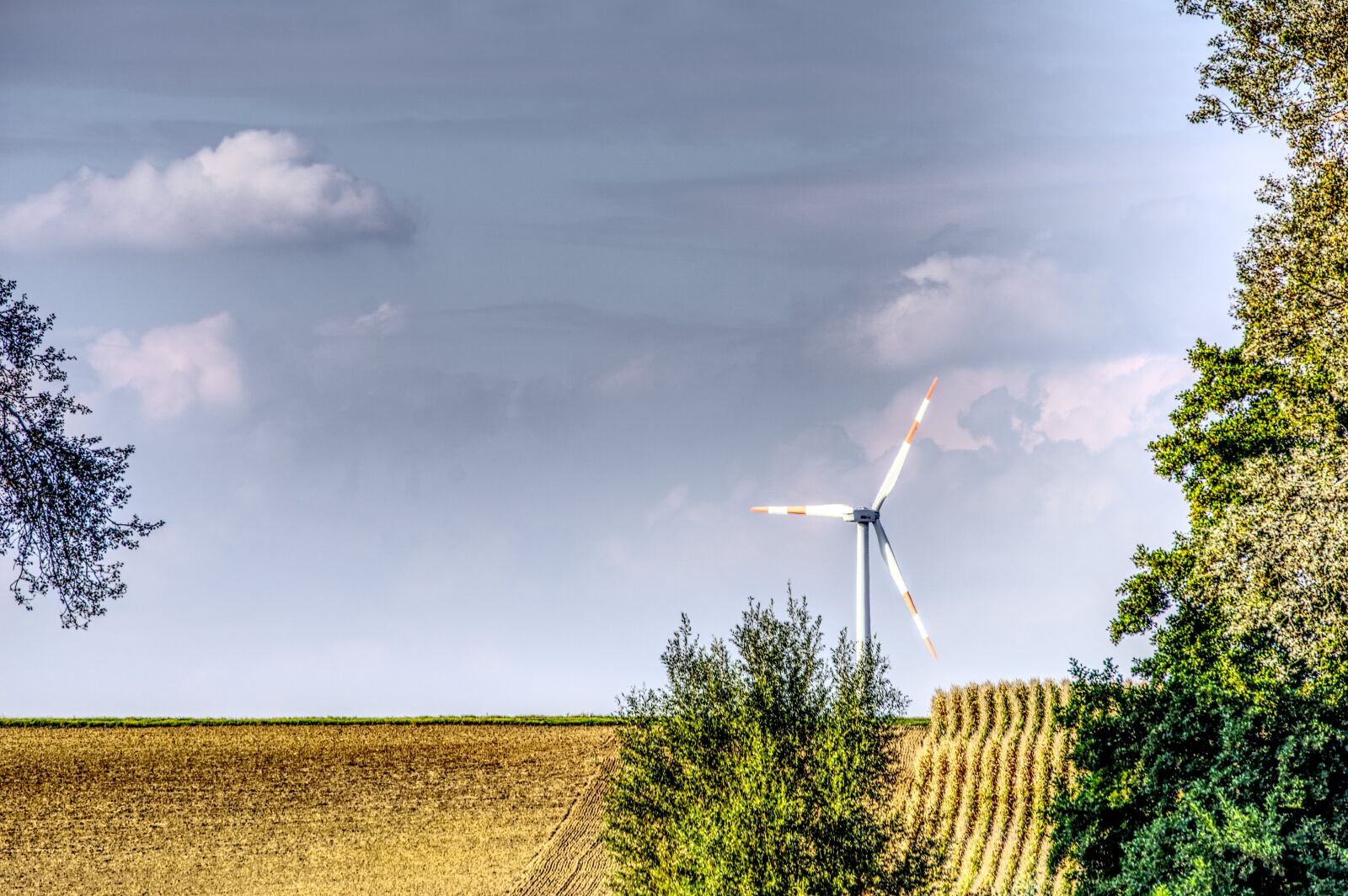 Sony E 55-210mm F4.5-6.3 OSS sample photo. Tree, pinwheel, wind power photography