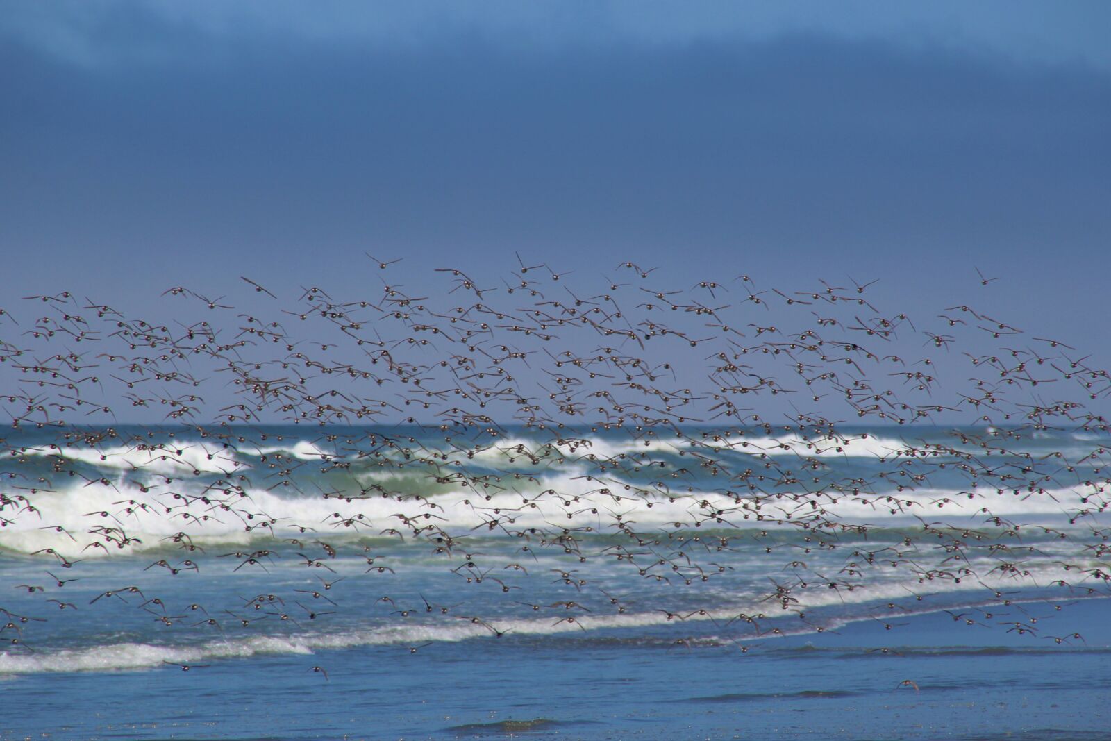 Canon EOS 1200D (EOS Rebel T5 / EOS Kiss X70 / EOS Hi) sample photo. Birds, sea, flock of photography