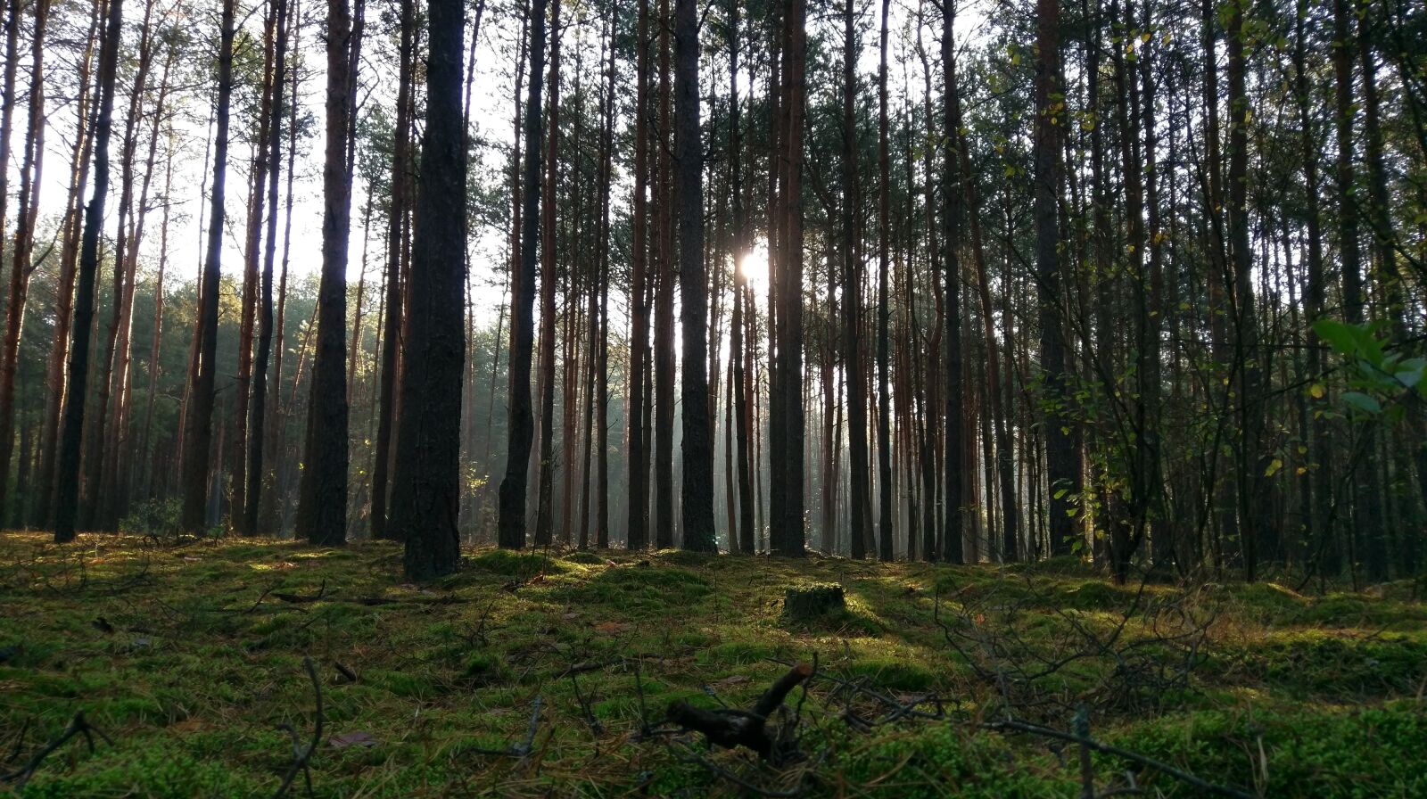 HTC 10 sample photo. Forest, green, forests photography